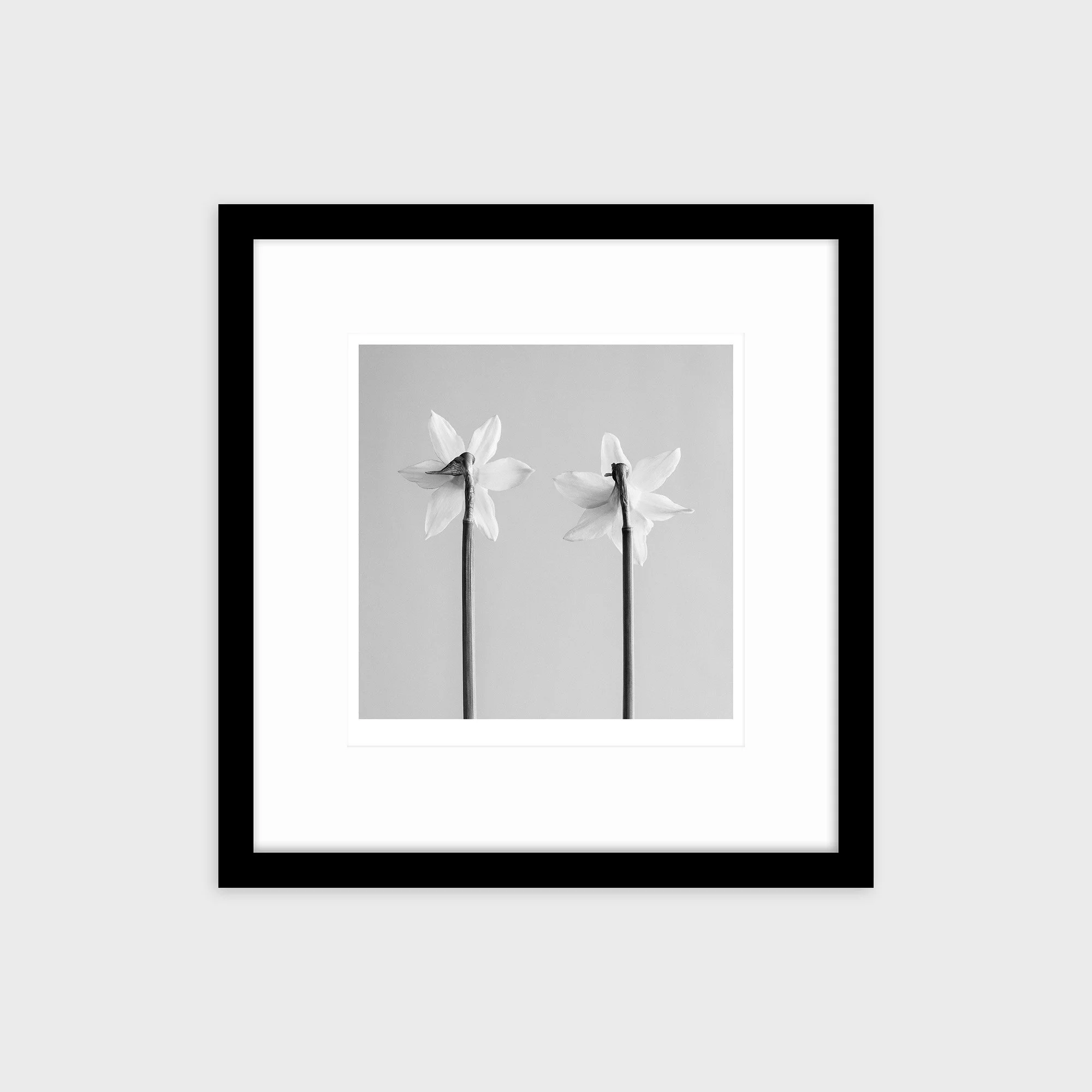 Narcissus Tete-a-tete No. 3