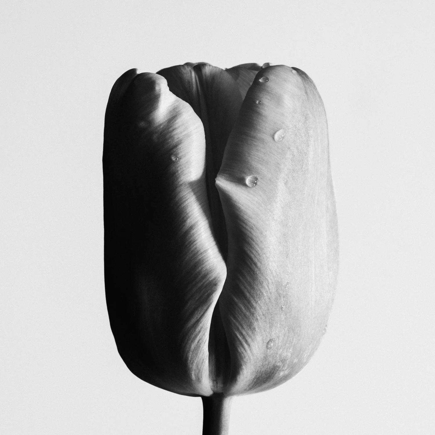 (260415-D003) Tulip No. 3