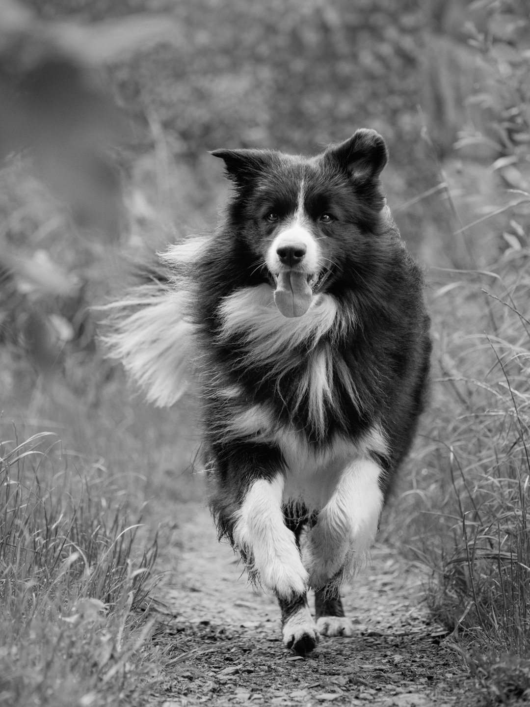Border Collie running outside, pet photo shoot in lancashire