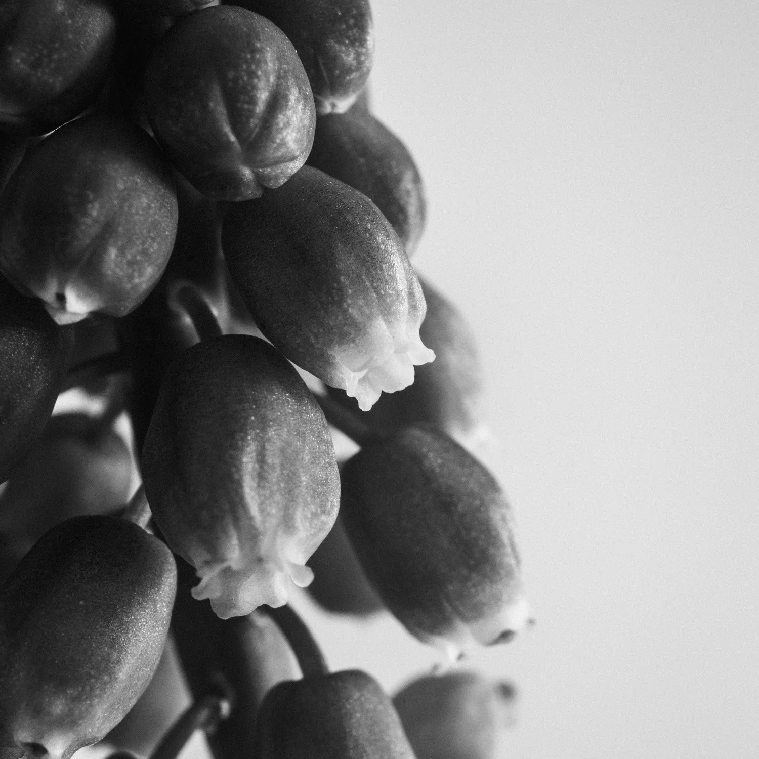 (260318-D002) Grape Hyacinth No. 2