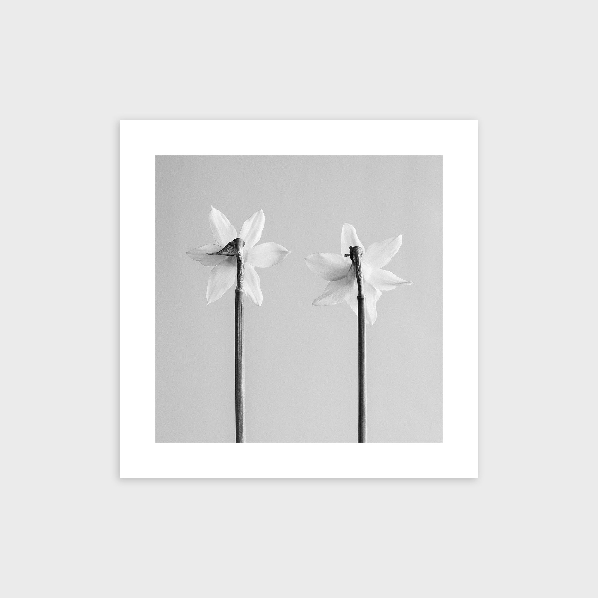 Narcissus Tete-a-tete No. 3