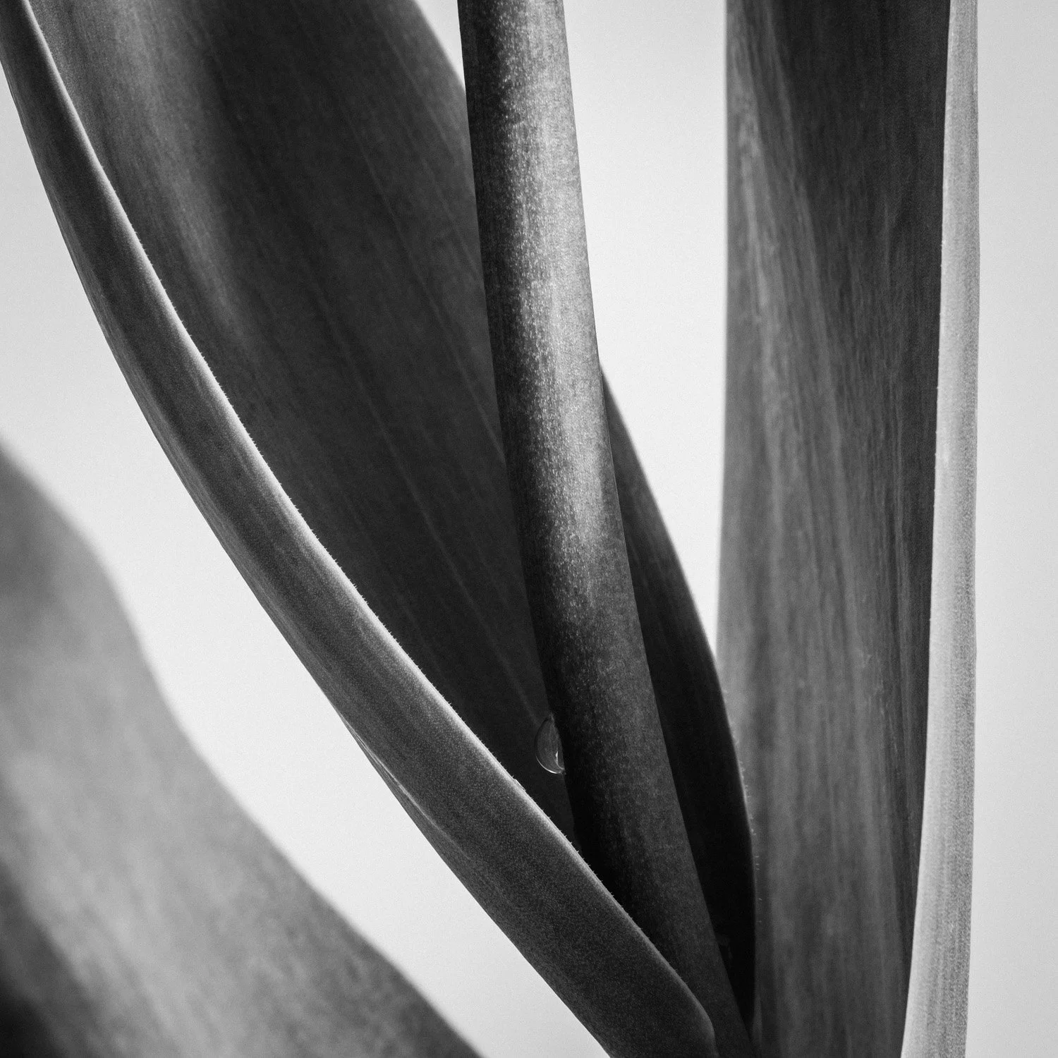 (260415-D002) Tulip No. 2