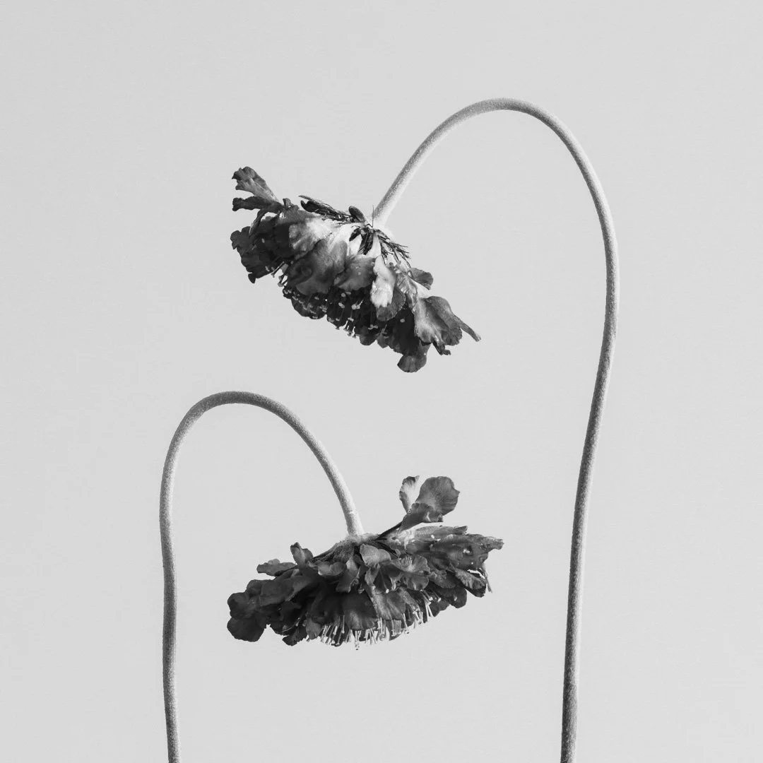 (260531-D002) Scabiosa No.2