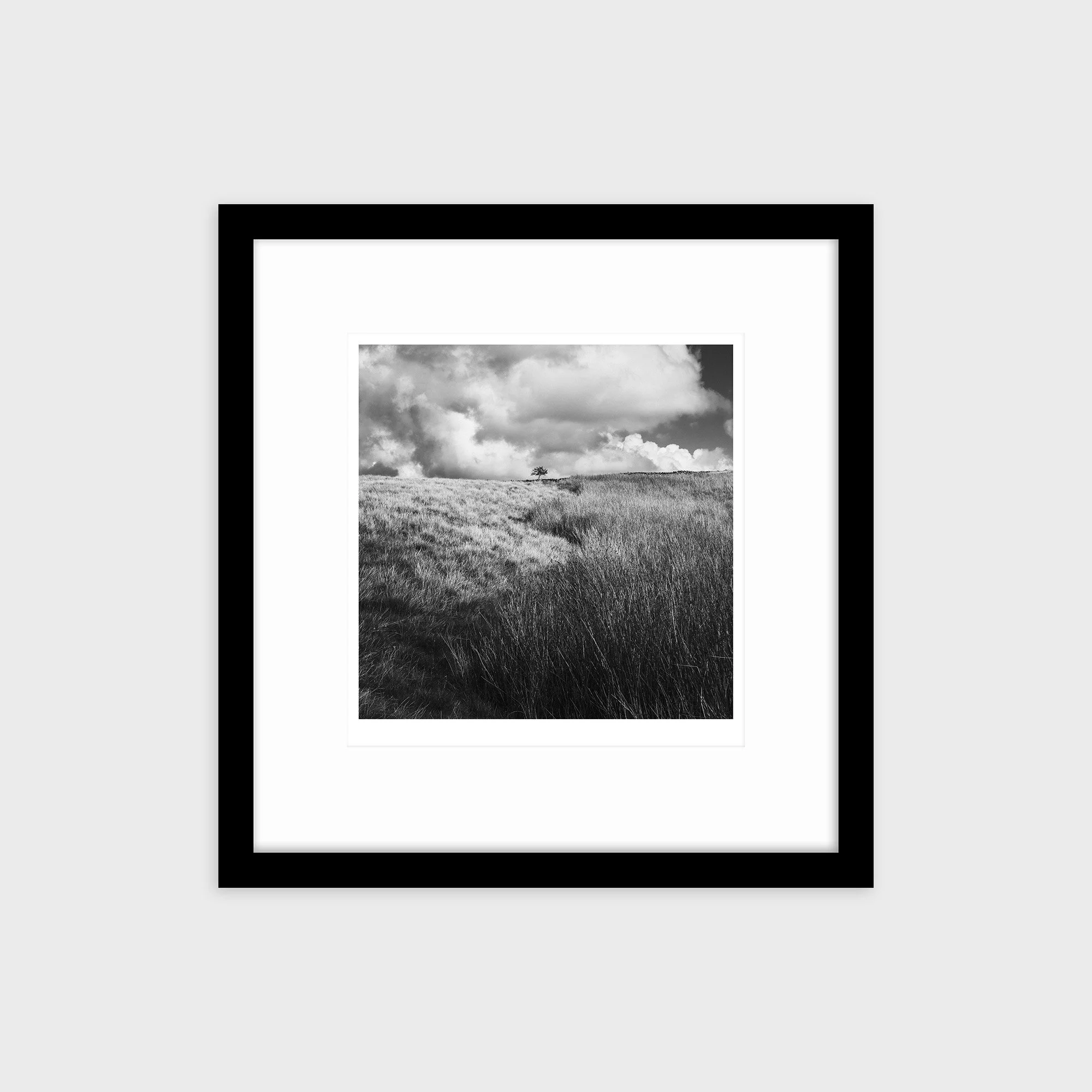 Lone Tree, Caton Moor, Lancashire