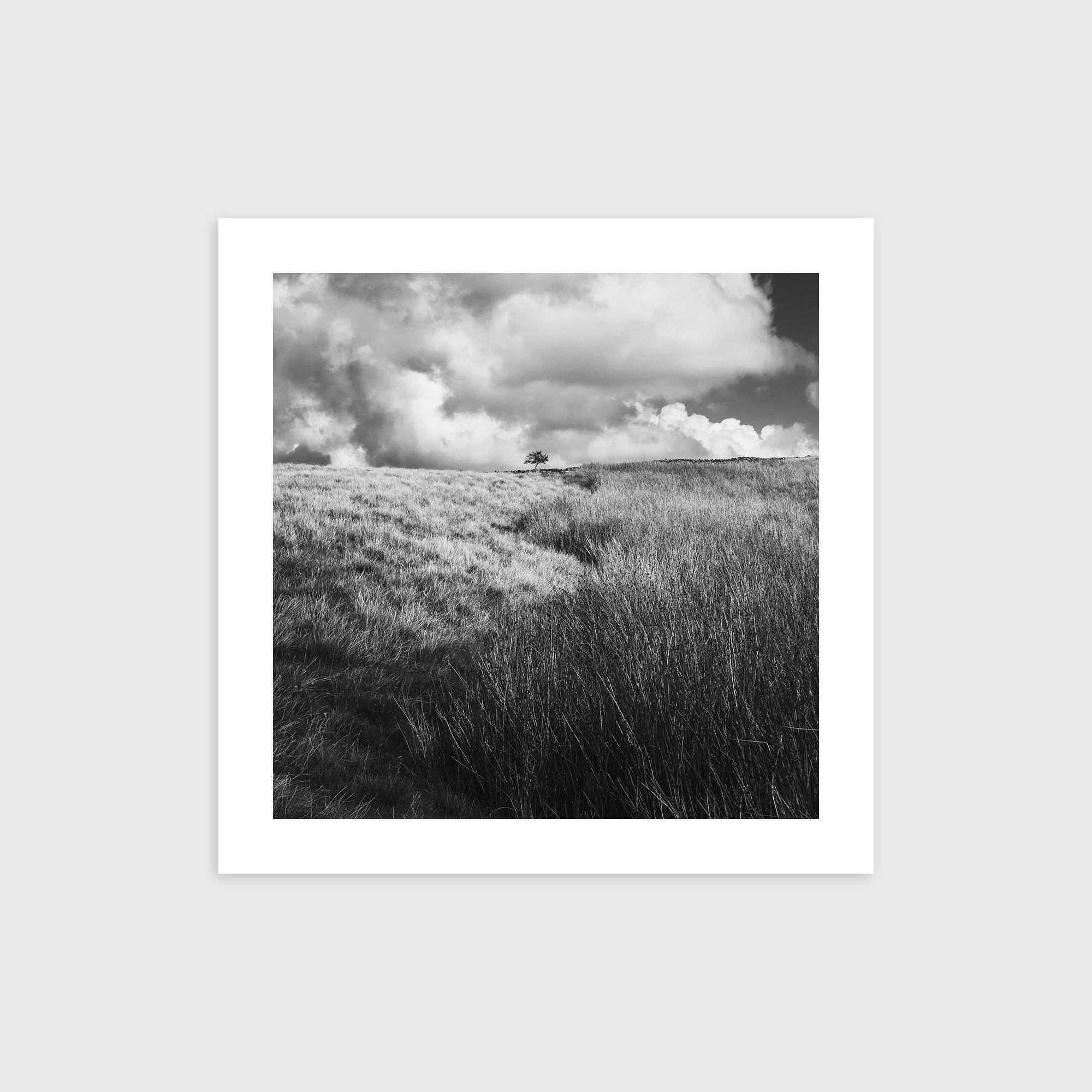 Lone Tree, Caton Moor, Lancashire