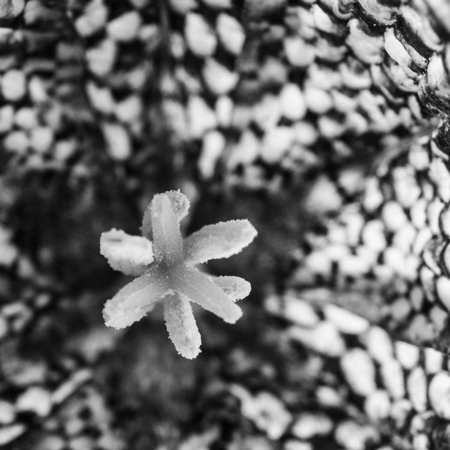 (260319-D004) Snakes-head Fritillary No. 4