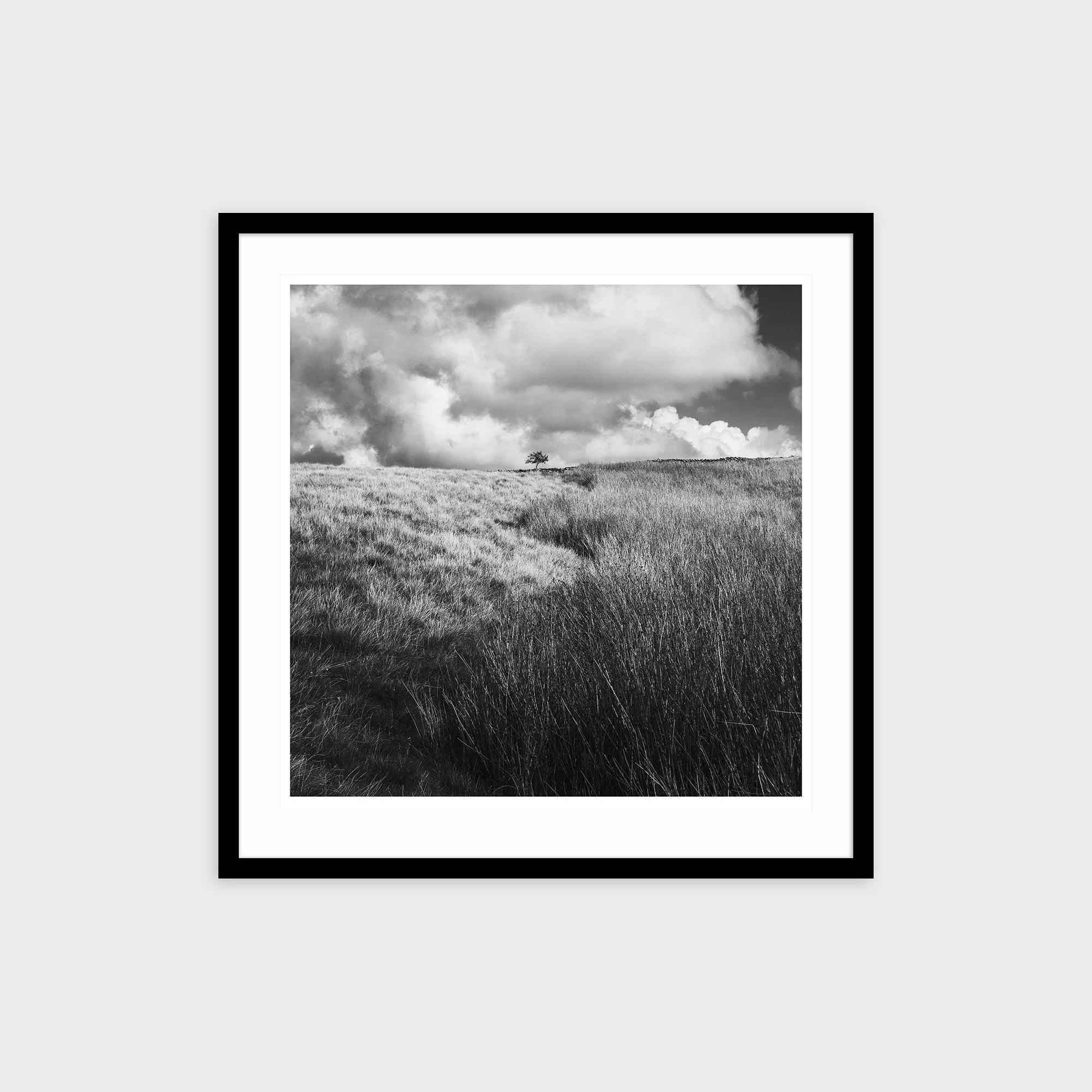 Lone Tree, Caton Moor, Lancashire