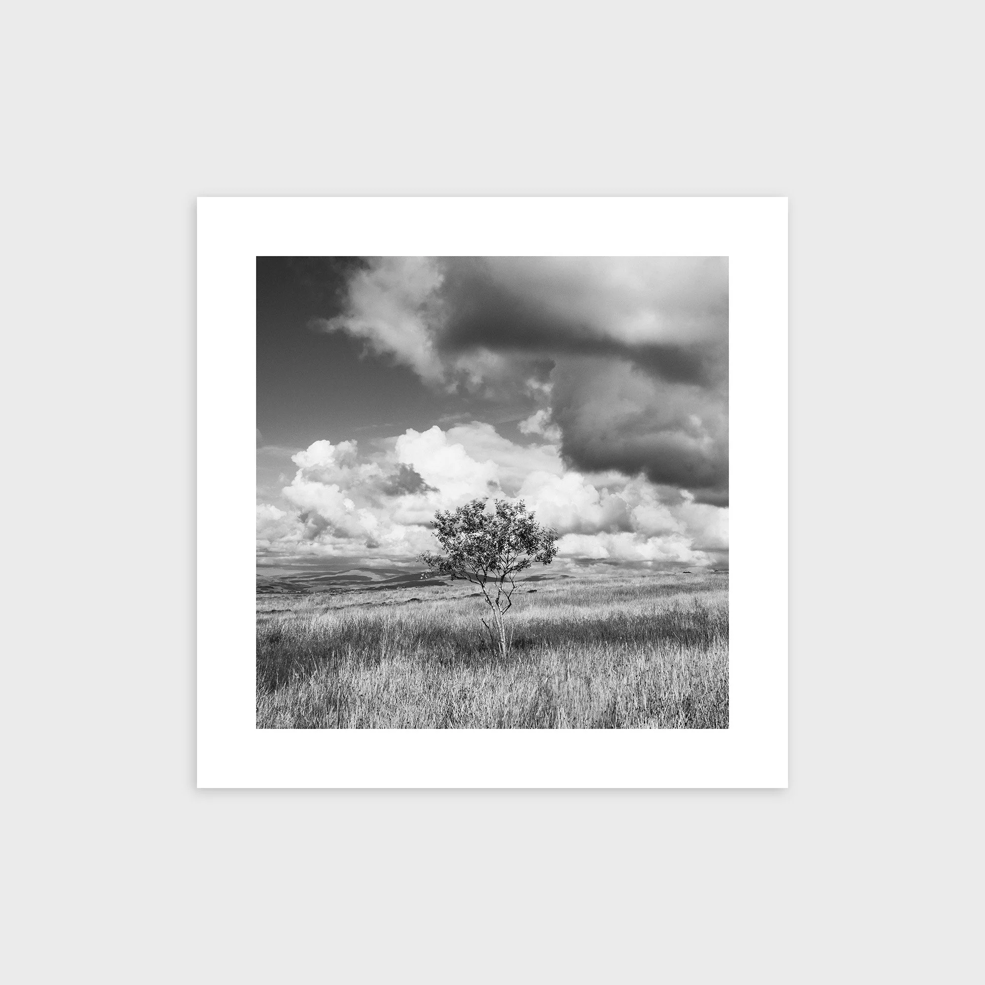 Windblown, Caton Moor, Lancashire