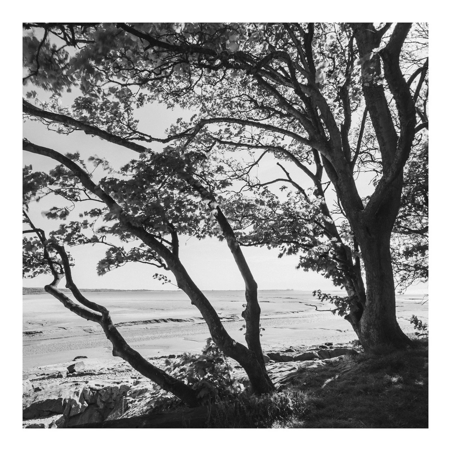 (250507-D005) Wind through leaves, Jenny Brown's Point. (LtdEd.50)