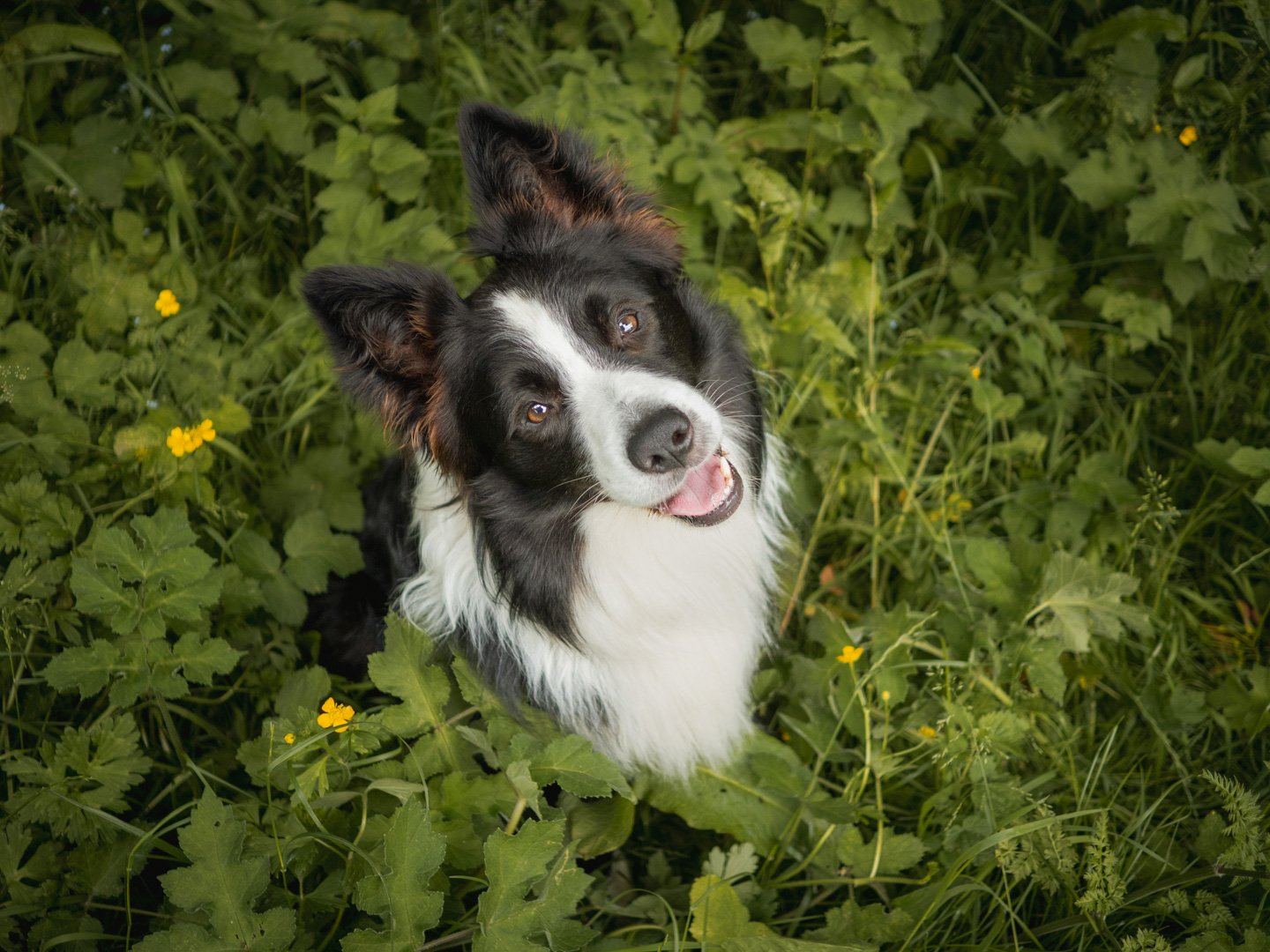 Border Collie pet portrait in Carnforth lancaster