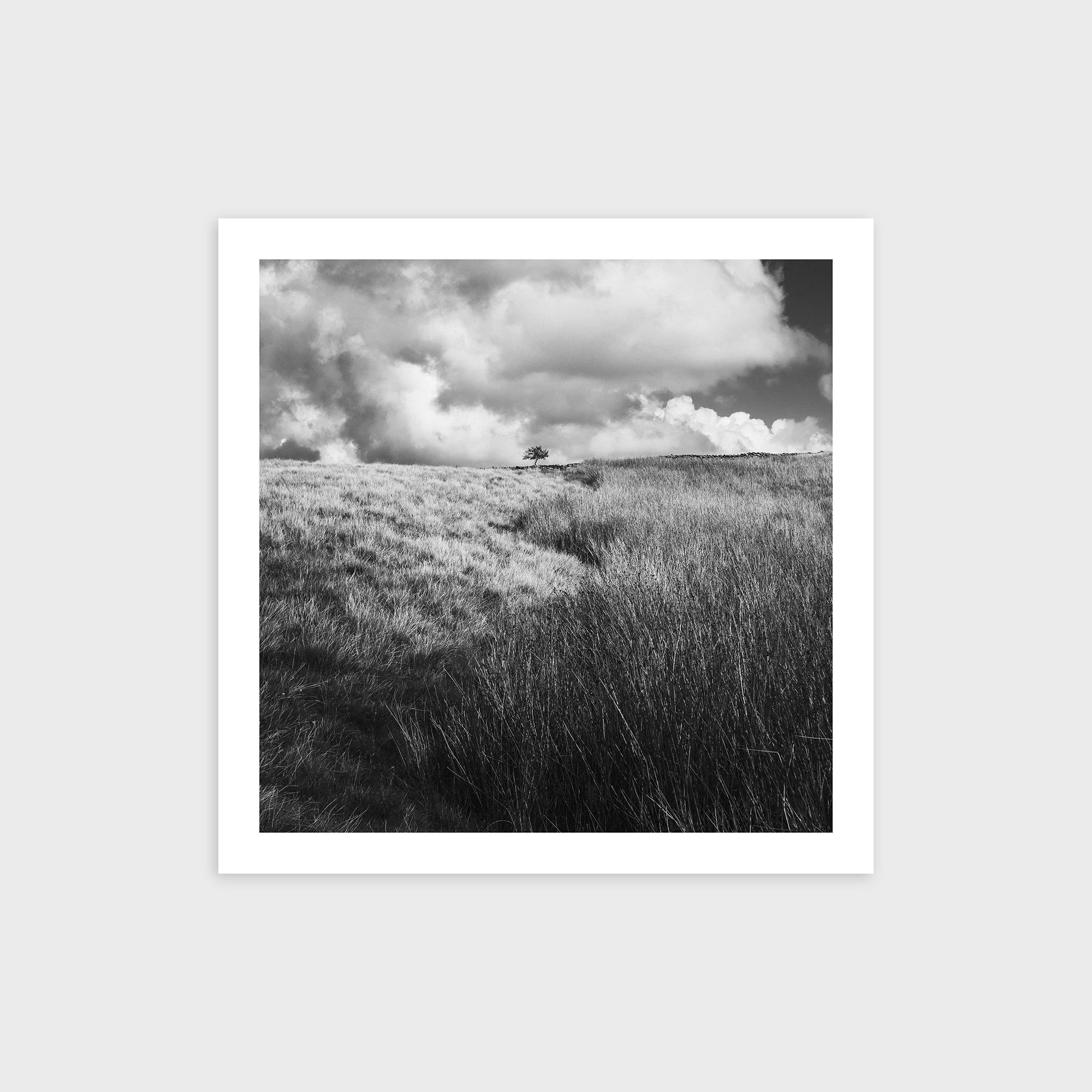Lone Tree, Caton Moor, Lancashire