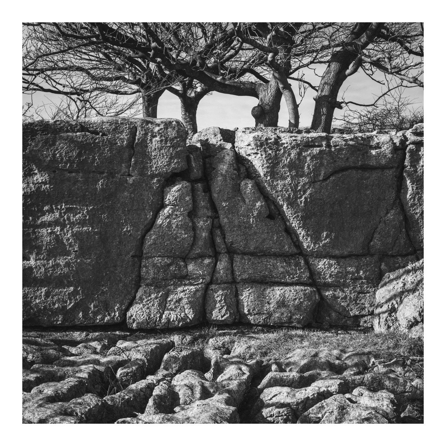 (250310-D009) Roots, Holmepark Fell. (LtdEd.50)
