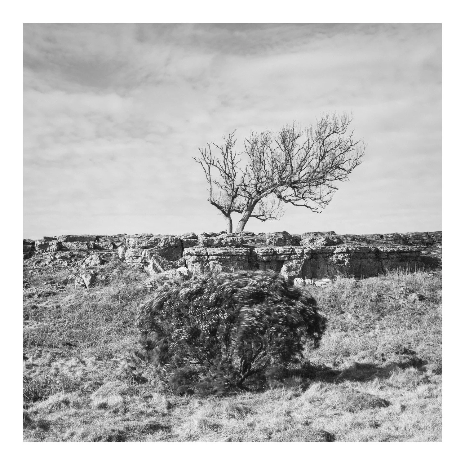 (250310-D011) Gorse, Newbiggin Crags. (LtdEd.50)
