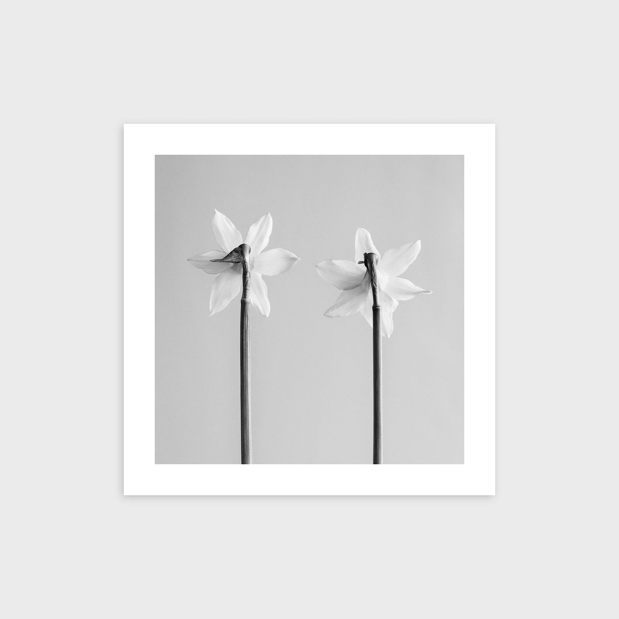 Narcissus Tete-a-tete No. 3