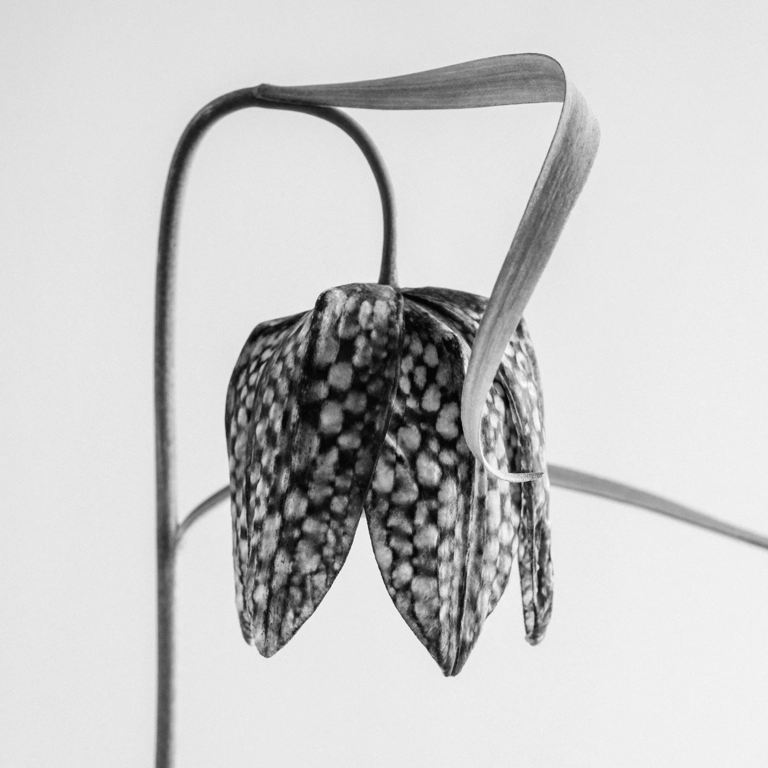 (260319-D003) Snakes-head Fritillary No. 3