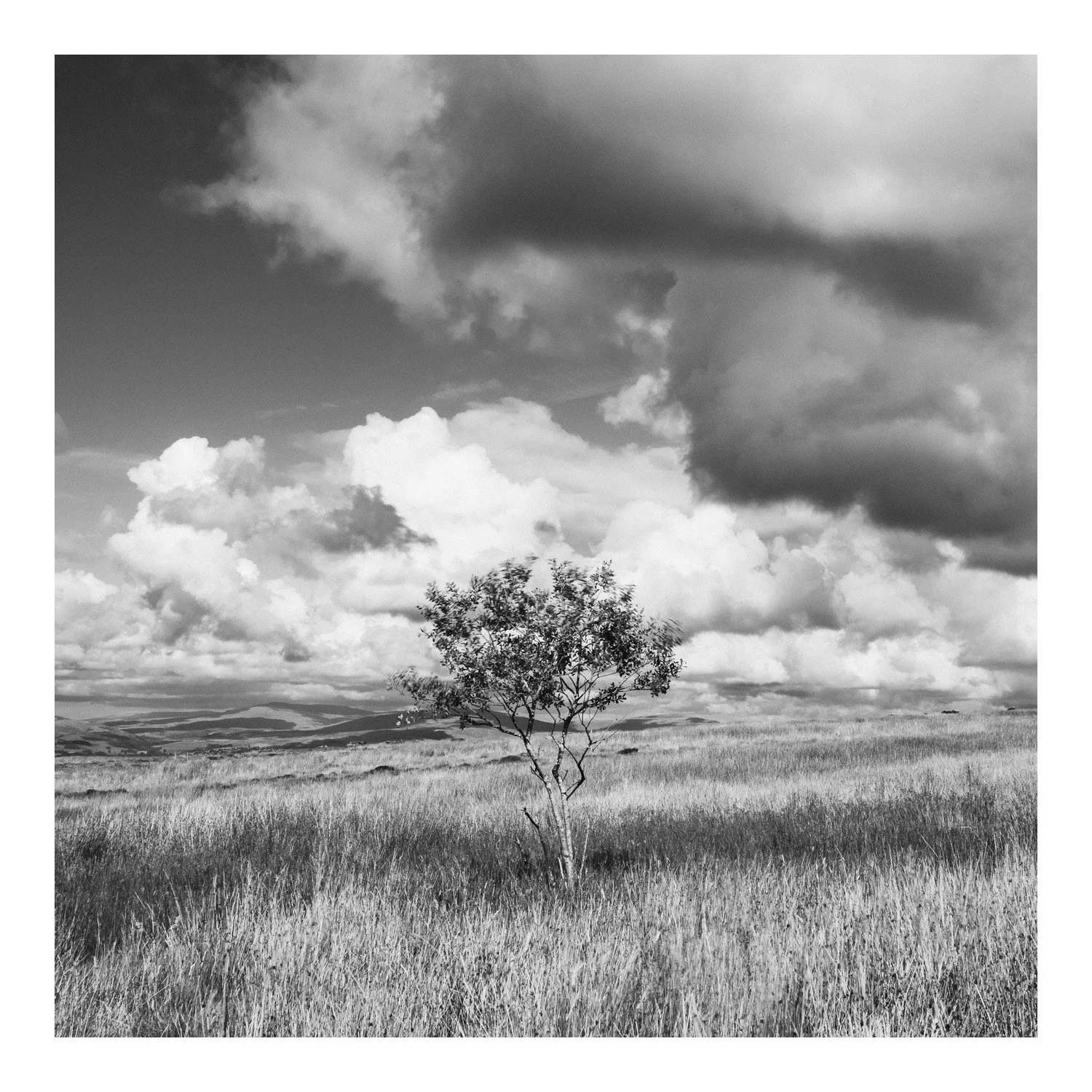 (250829-D014) Solitary, Caton Moor. (LtdEd.50)