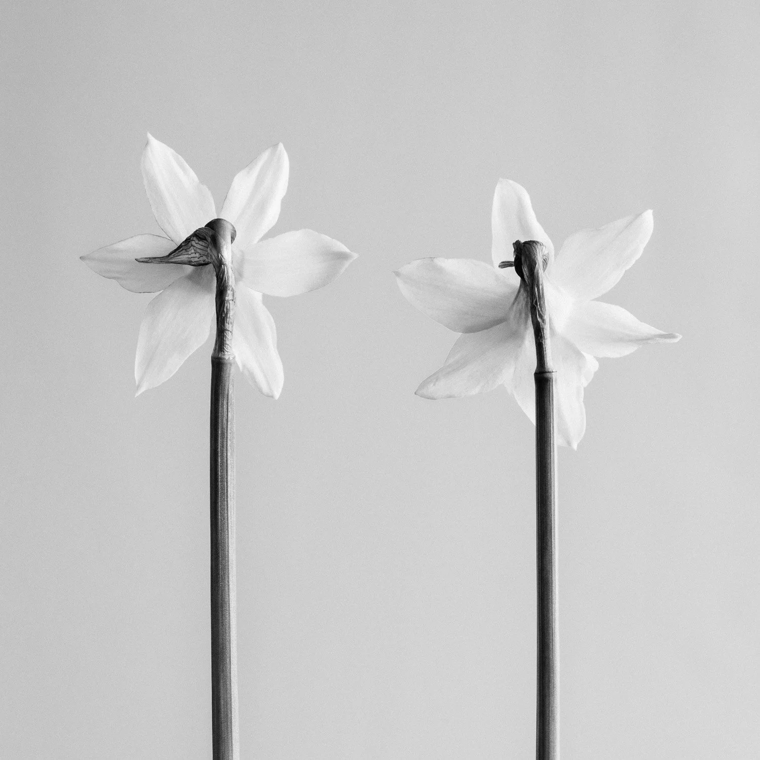 (260318-D006) Narcissus Tete-a-tete No. 3