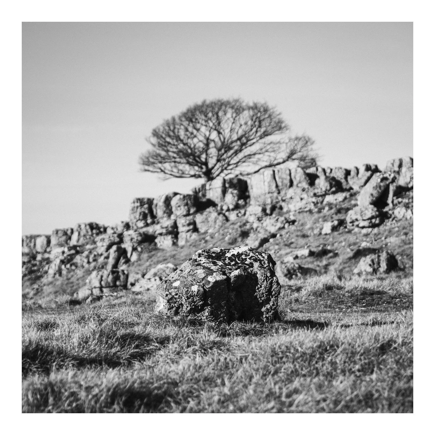 (2260214-D014) Solitary, Newbiggin Crags. (LtdEd.50)