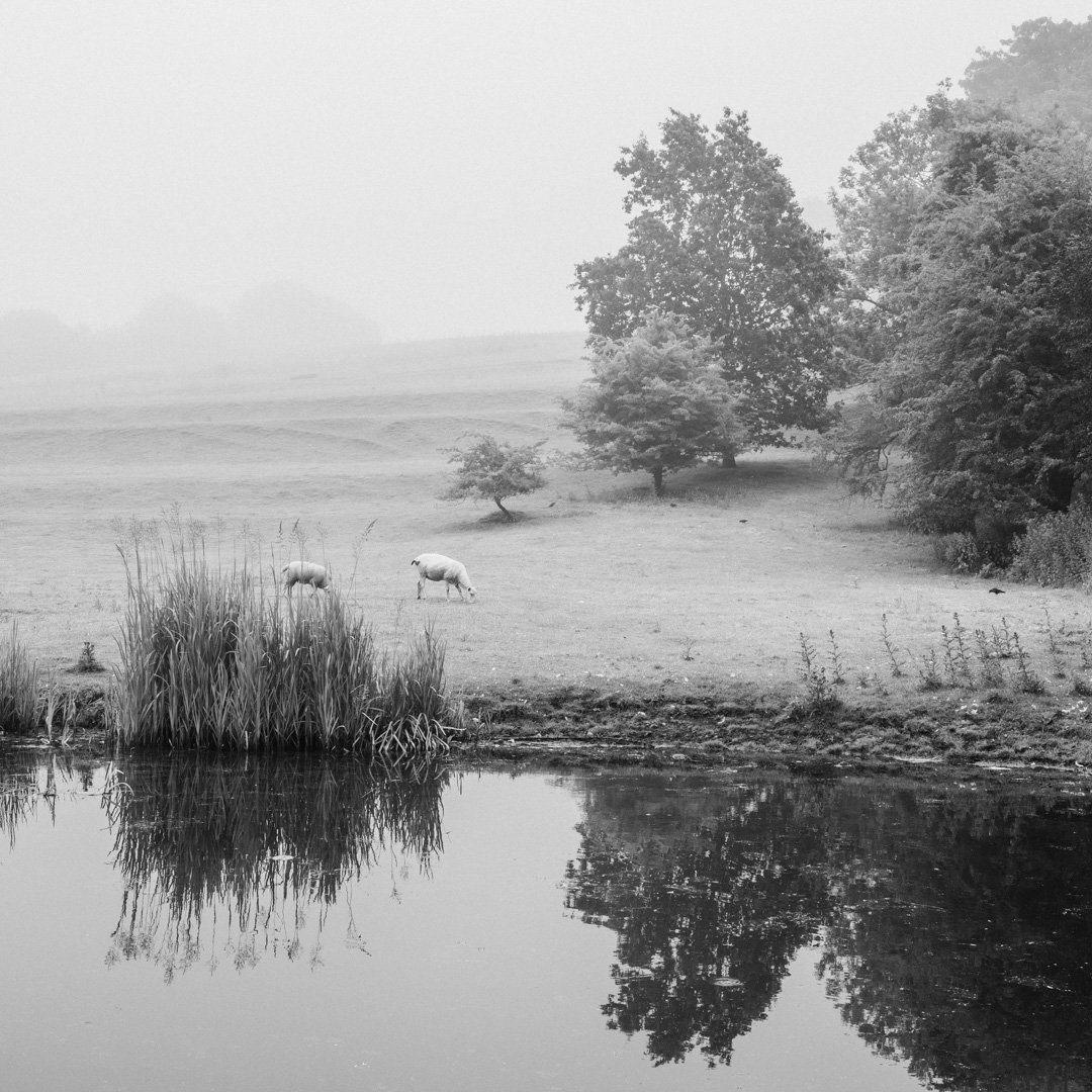 (260624-D004) Morning fog, Canal Hill, Aldcliffe Rd, Lancaster Canal