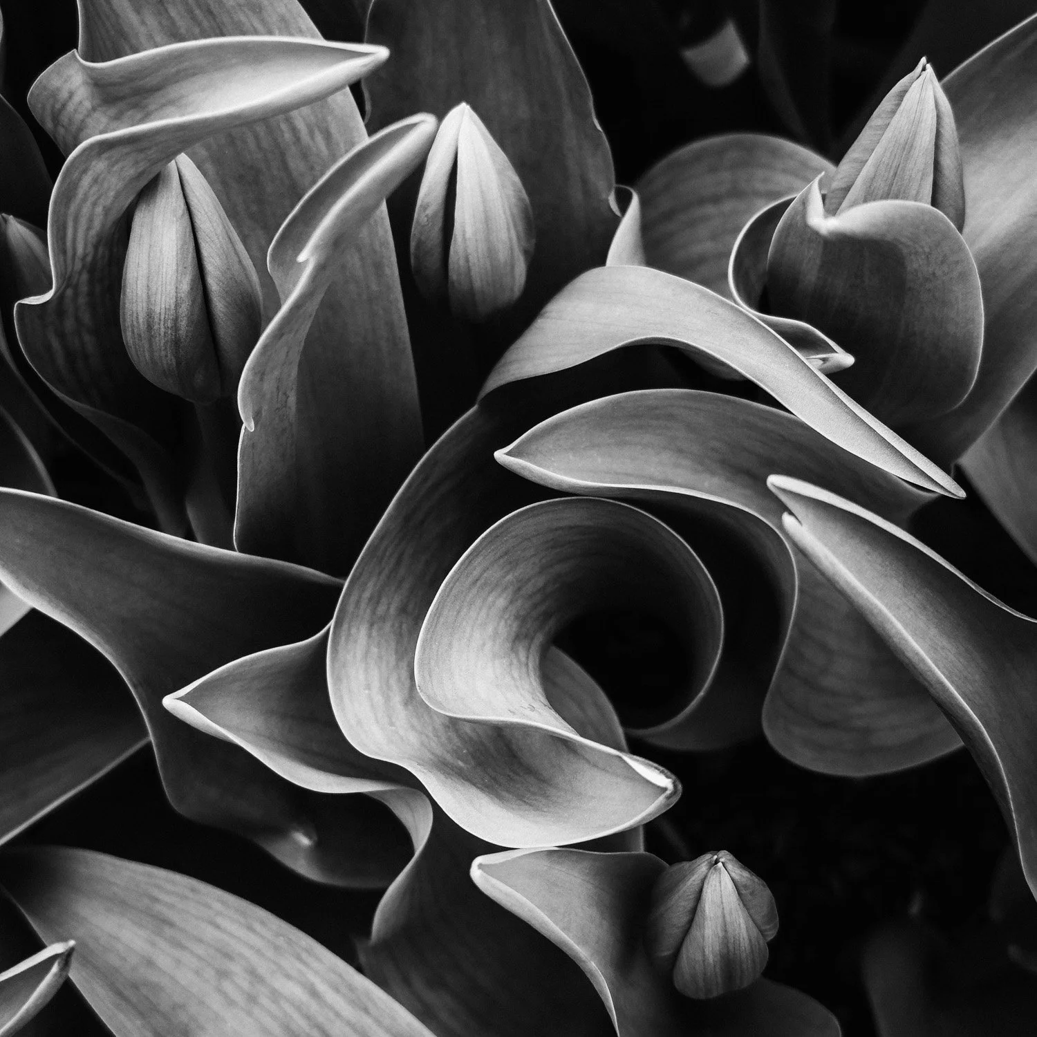 (260418-P001) Tulip No. 4