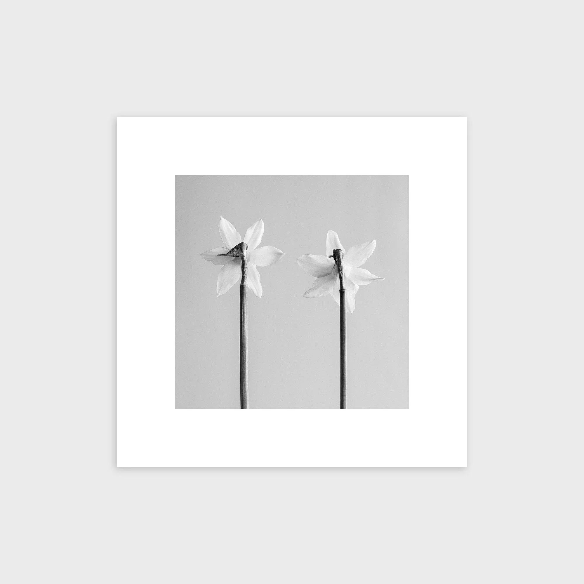 Narcissus Tete-a-tete No. 3