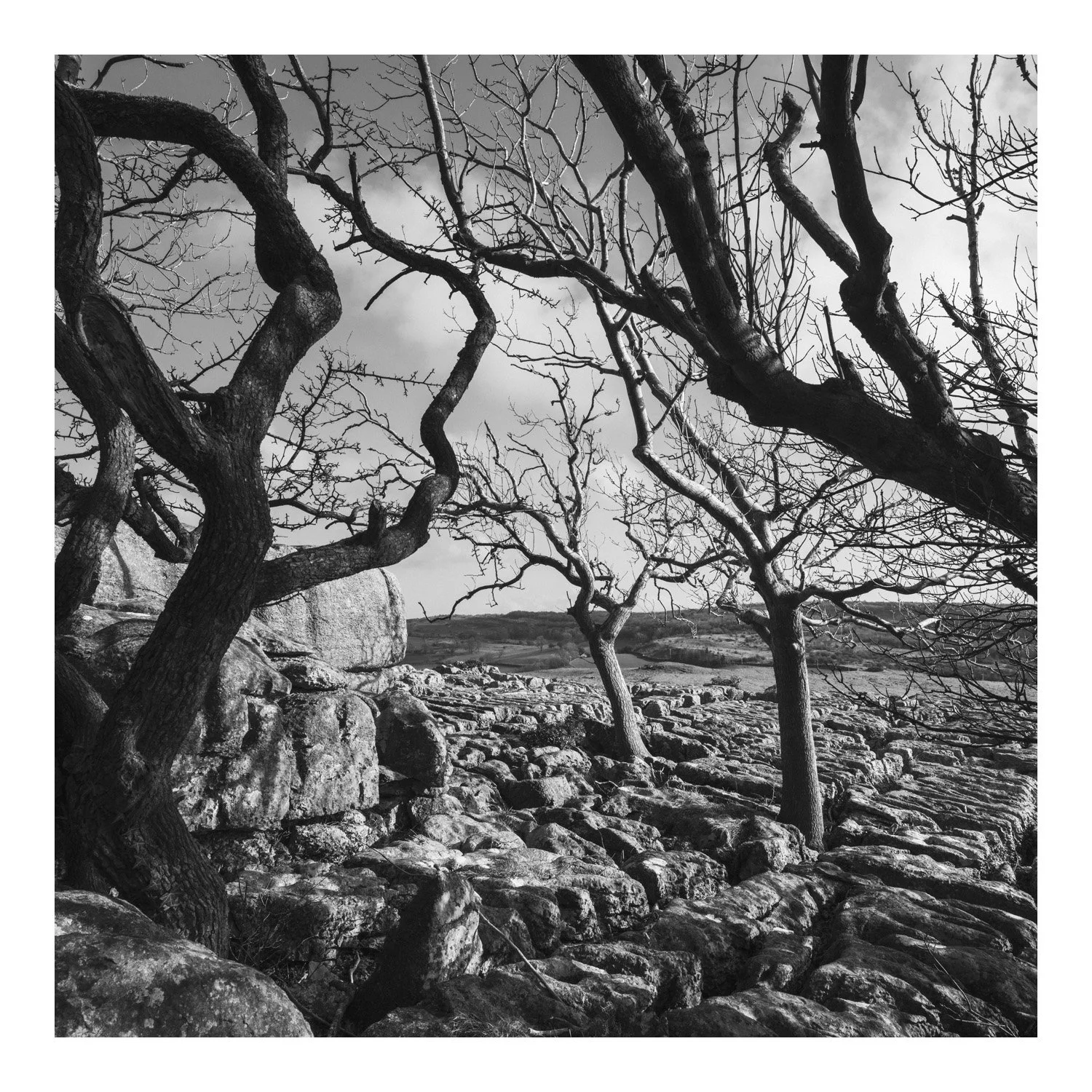(250310-D010) Branches and grikes, Holmepark Fell. (LtdEd.50)