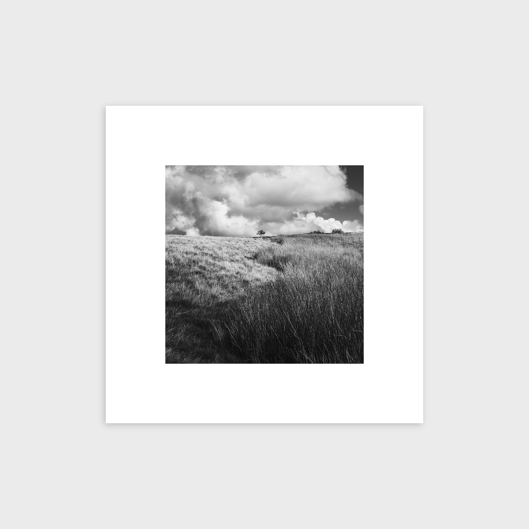 Lone Tree, Caton Moor, Lancashire