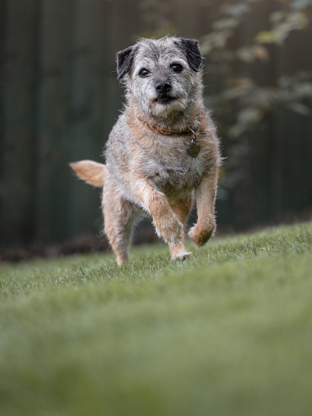 Border Terrier dog pet photography in Lancaster