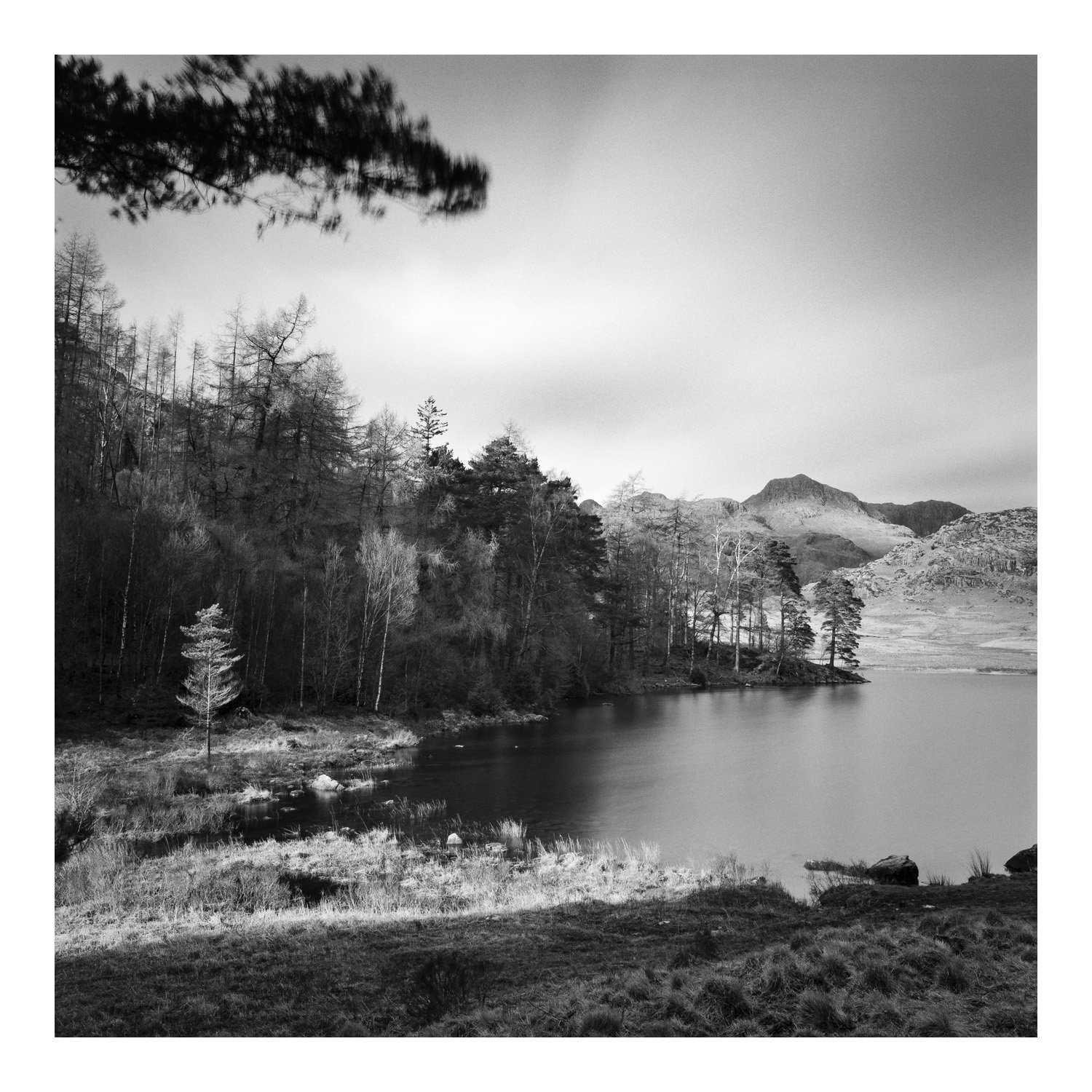 (240130-F0704) Windblown trees, Blea Tarn (LtdEd.50)