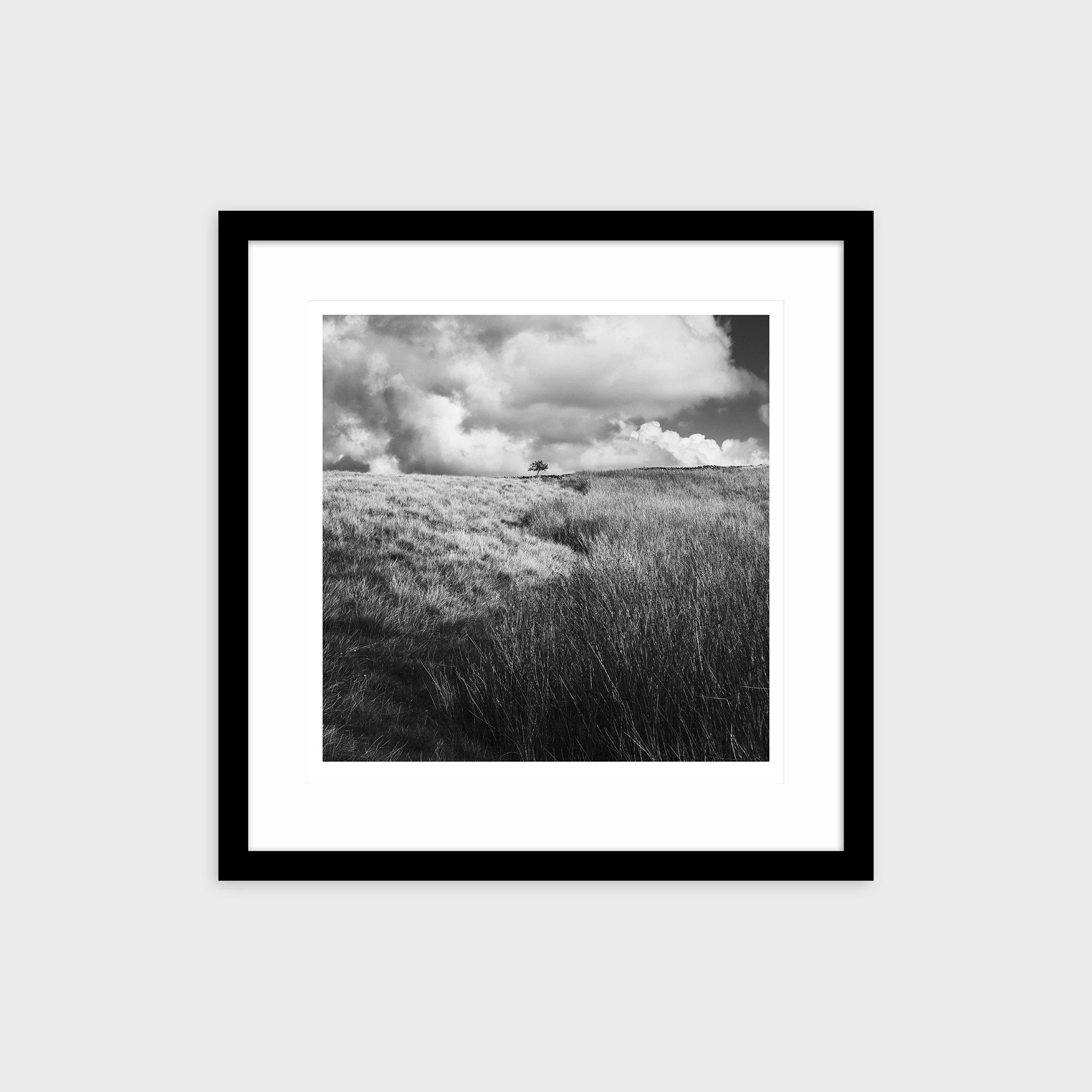 Lone Tree, Caton Moor, Lancashire
