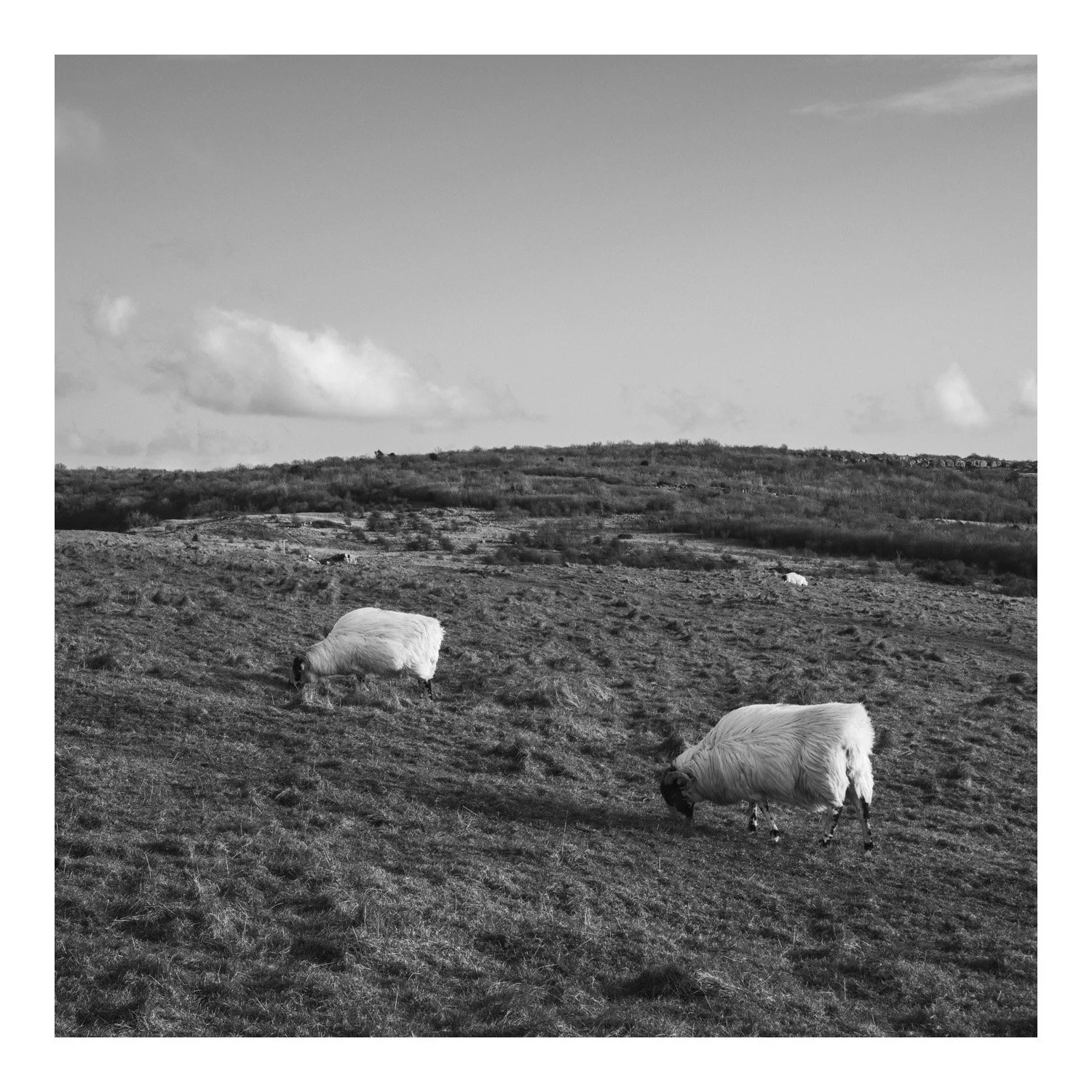 (250310-D016) Wool, Clawthorpe Fell. (LtdEd.50)