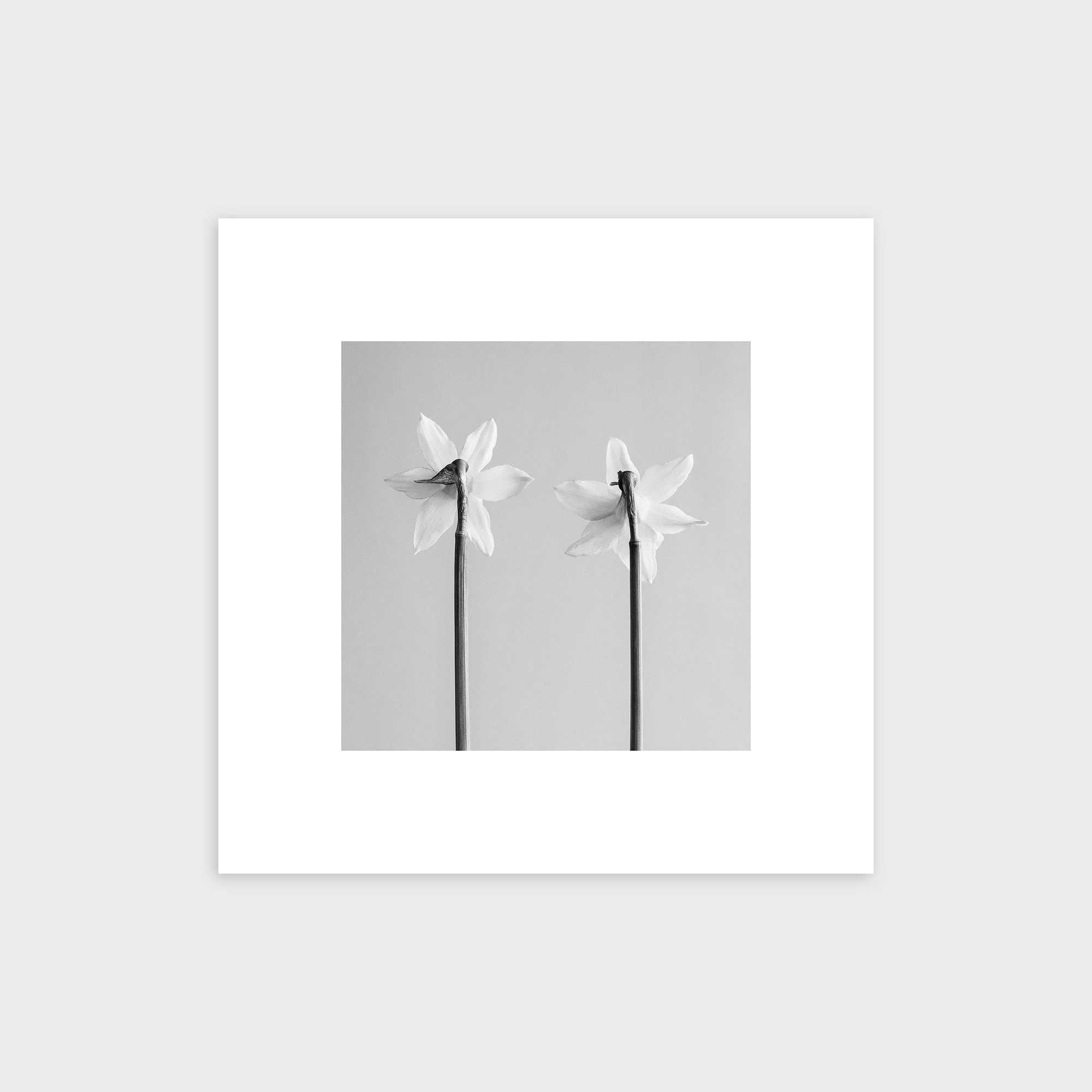 Narcissus Tete-a-tete No. 3
