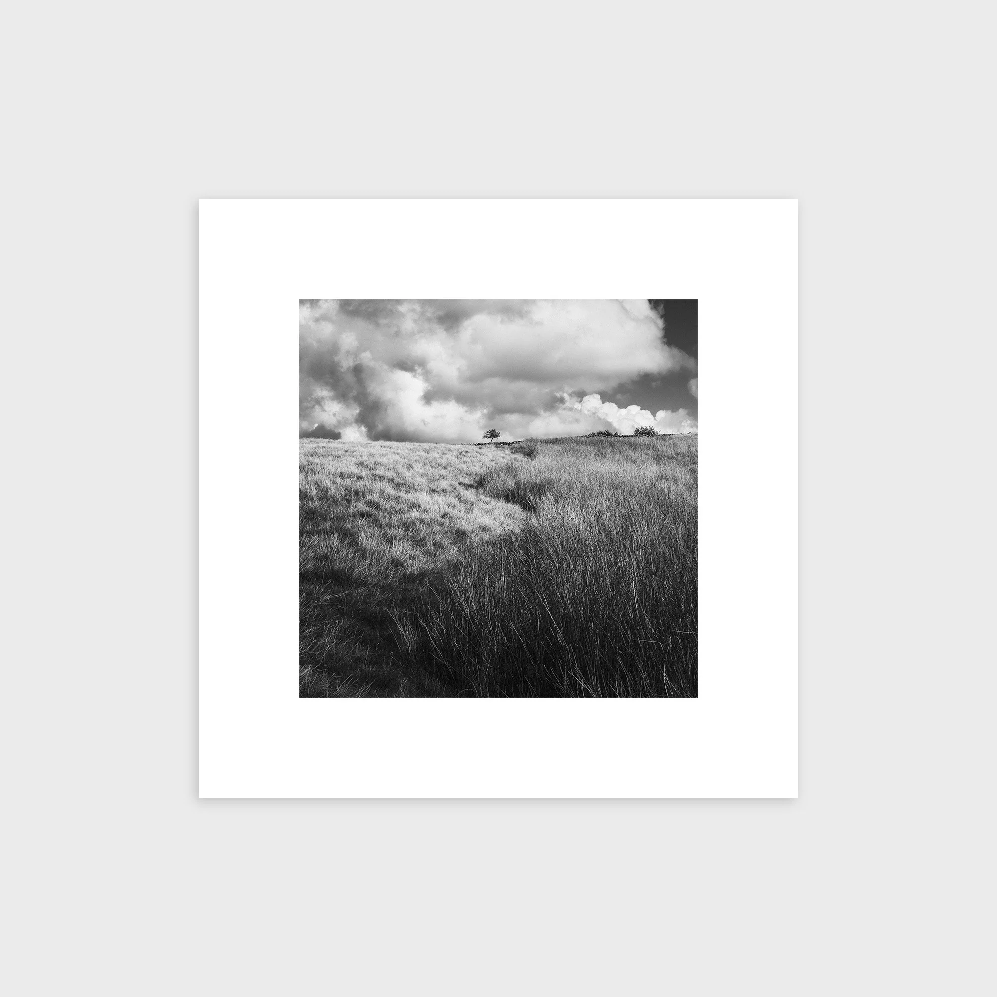 Lone Tree, Caton Moor, Lancashire