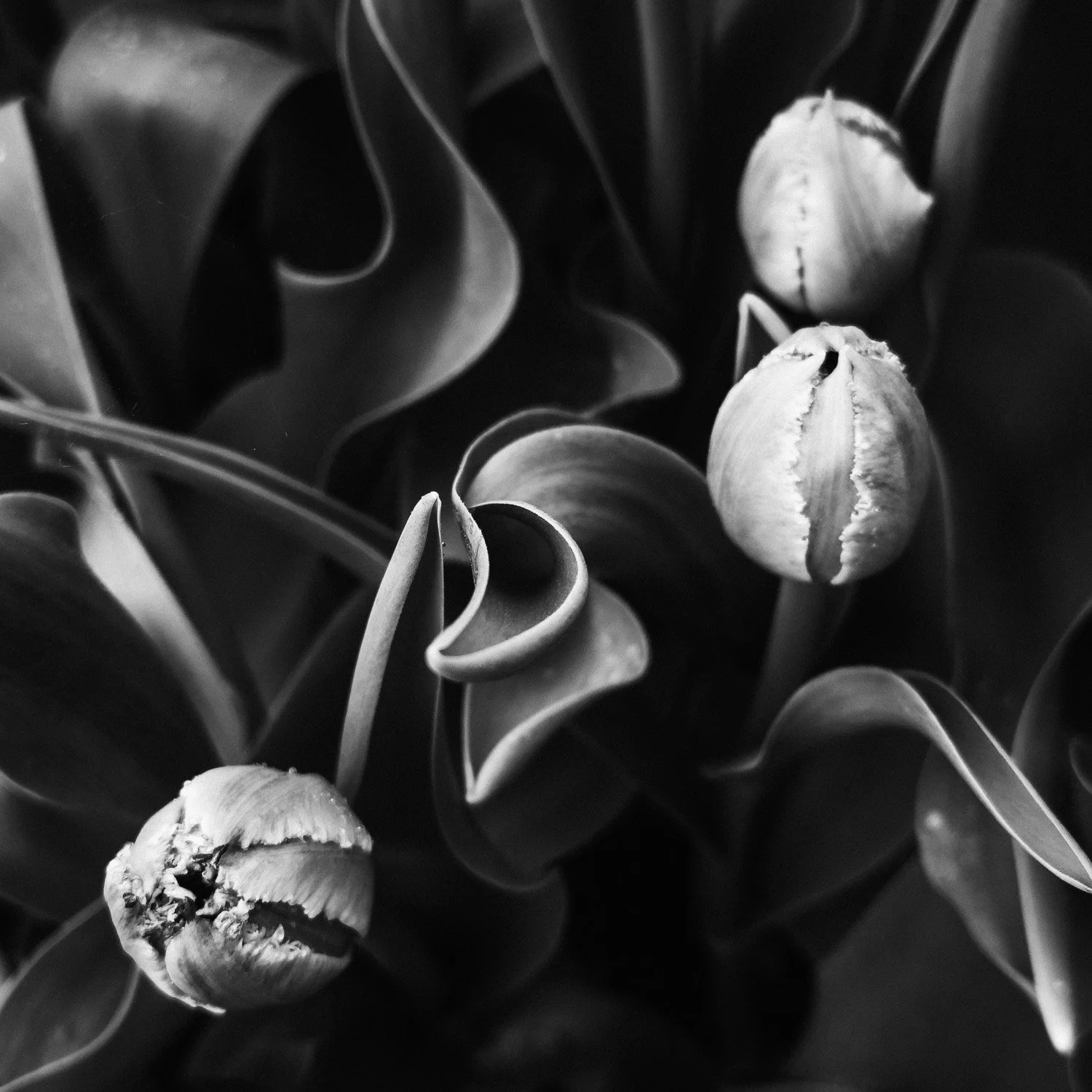 (260418-P002) Tulip No. 5