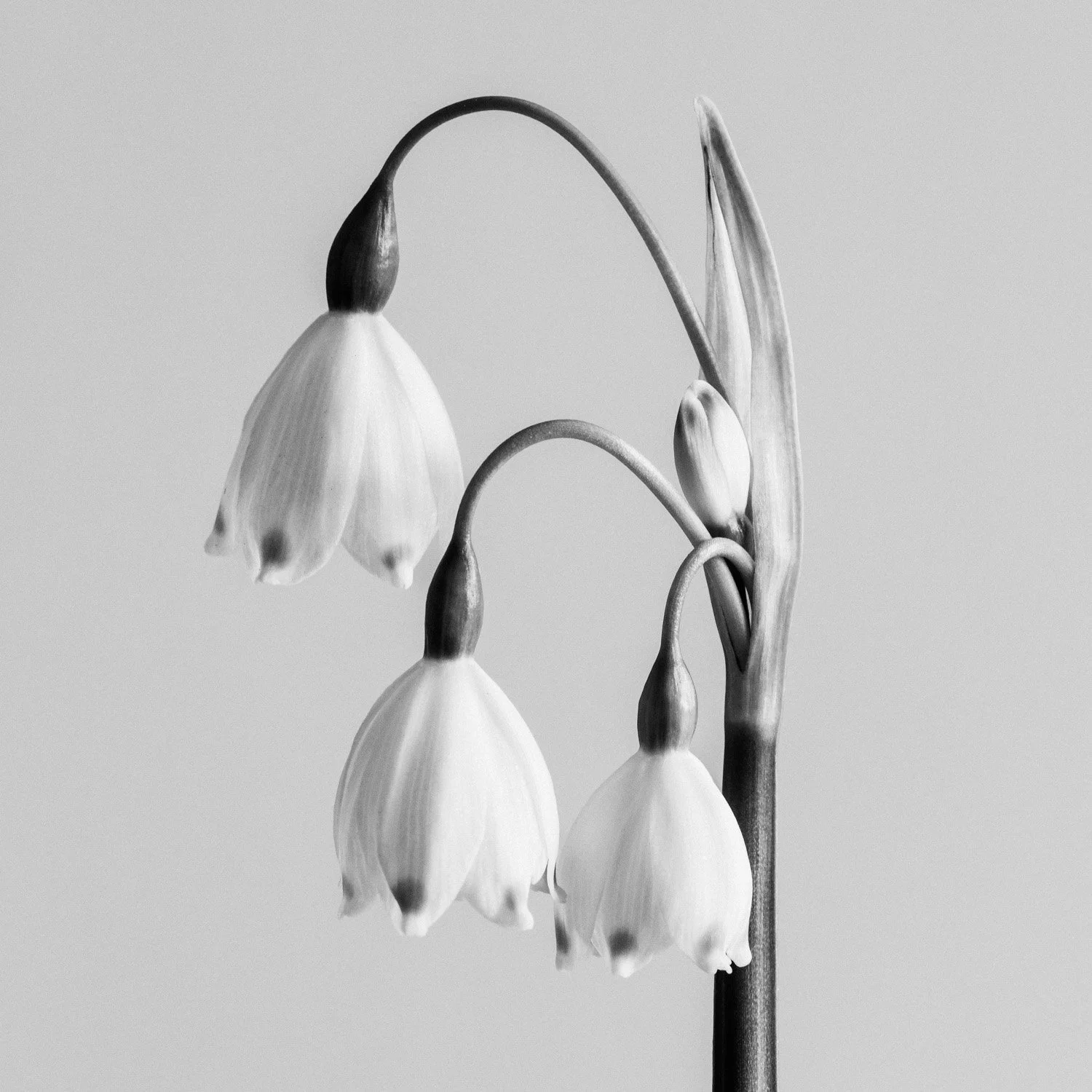 (260415-D004) Snowflake, Leucojum vernum No. 1