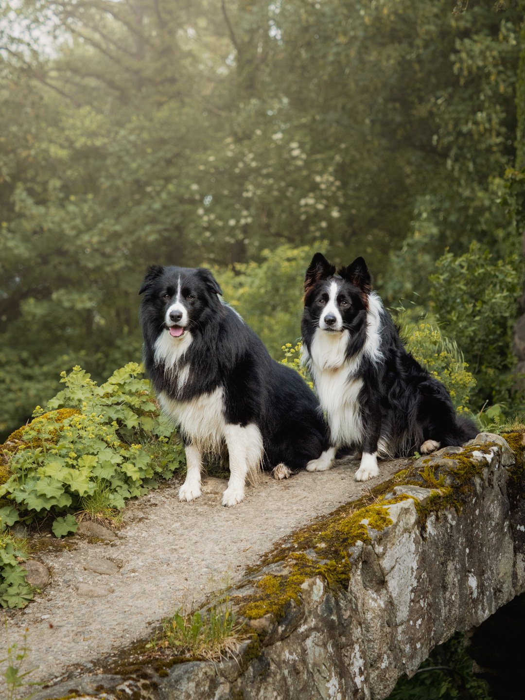 Two Border Collies by dog photographer Carnforth