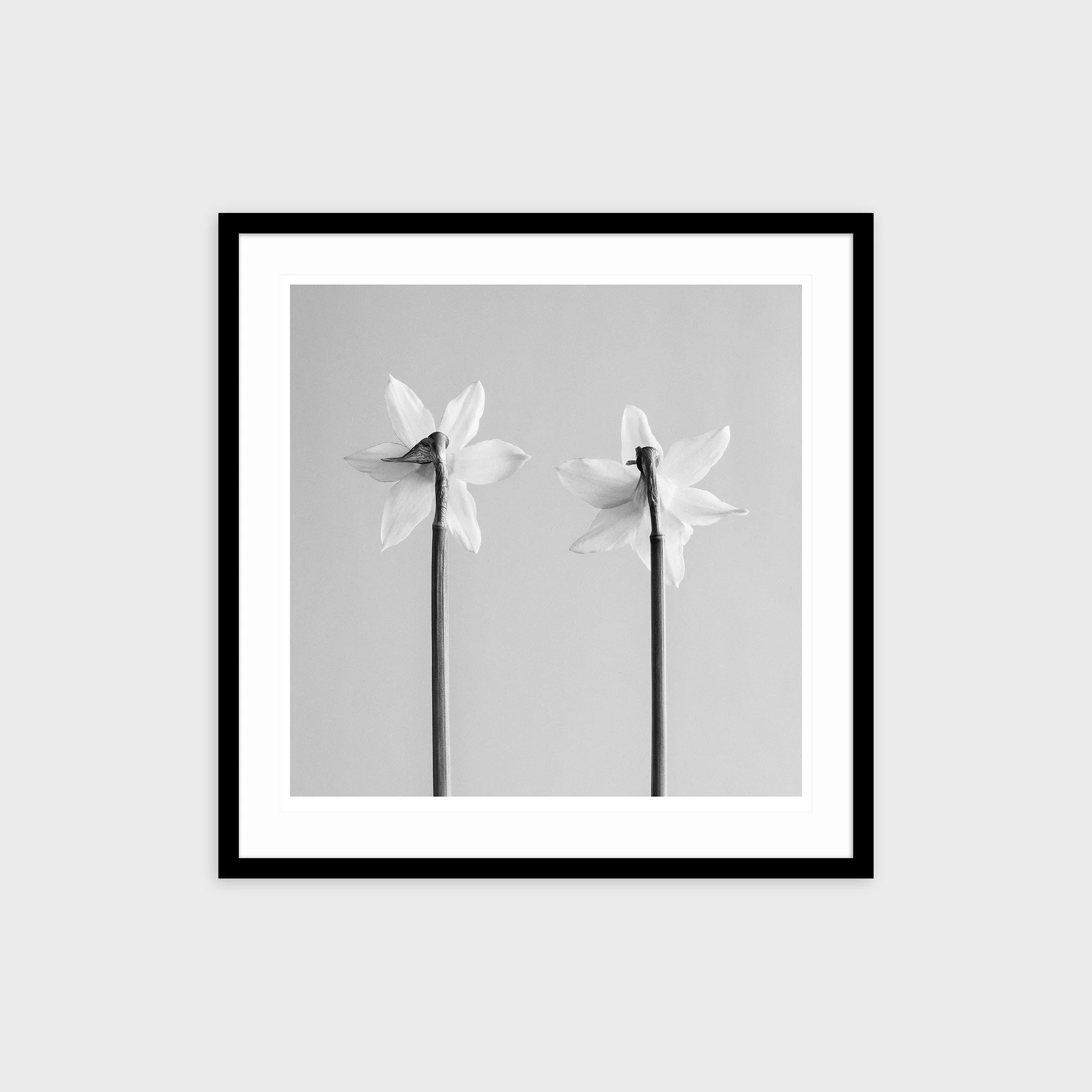 Narcissus Tete-a-tete No. 3