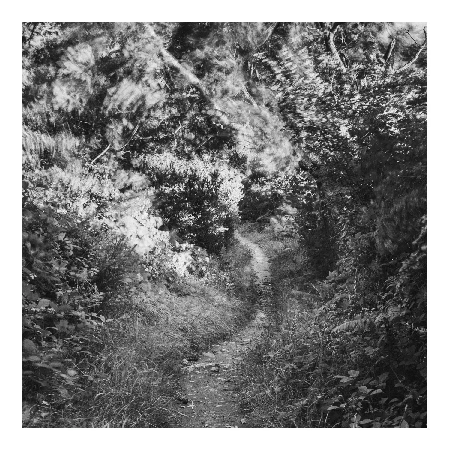 (250804-D010) Coastal winds, Silverdale (LtdEd.50)