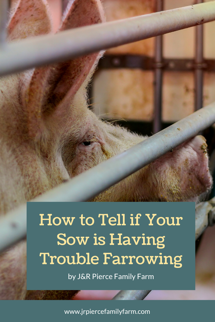 Signs Your Pig is Having Trouble Farrowing — J&R Pierce Family Farm