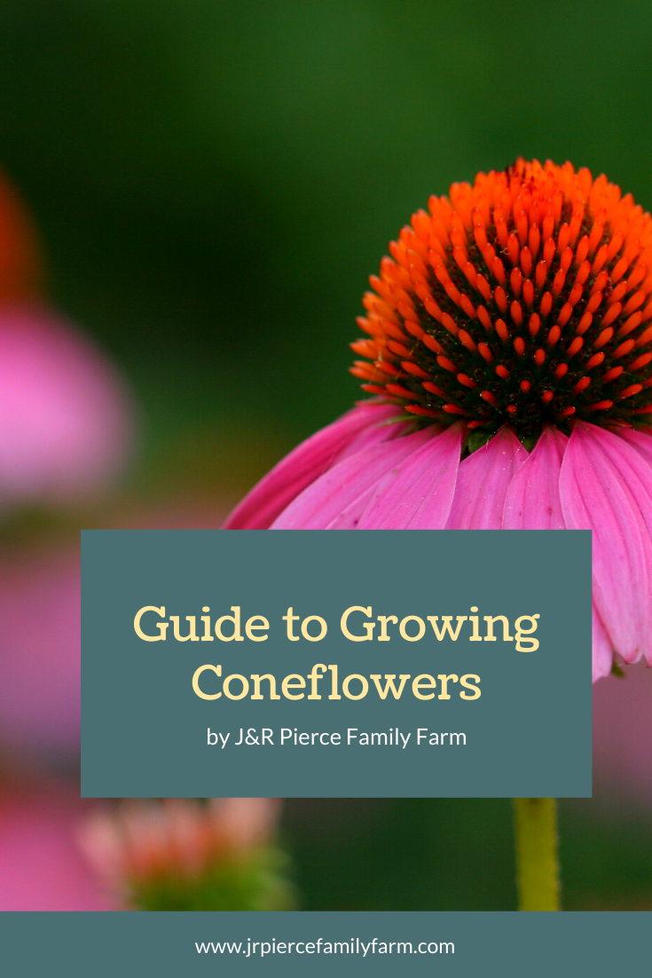 Planting Coneflower Seeds Everything You Need to Know — J&R Pierce