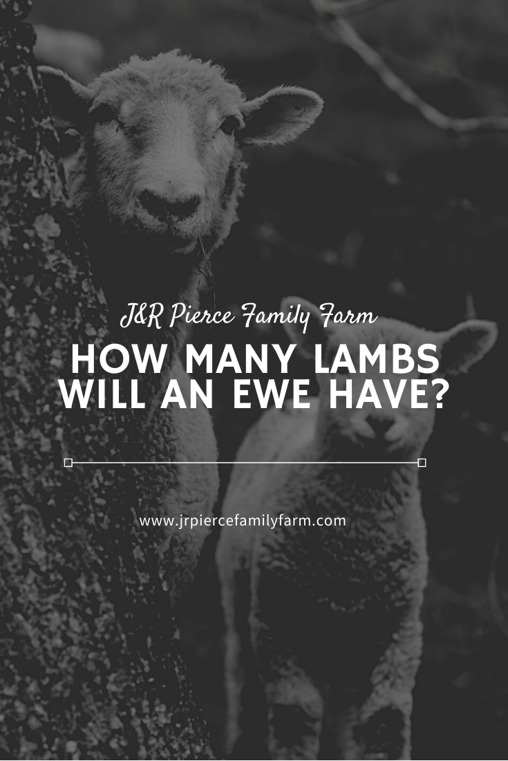 How Many Babies Do Sheep Have? — J&R Pierce Family Farm