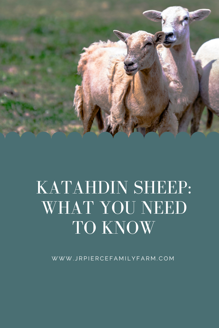 Everything You Need to Know About the Katahdin Sheep Breed — J&R Pierce