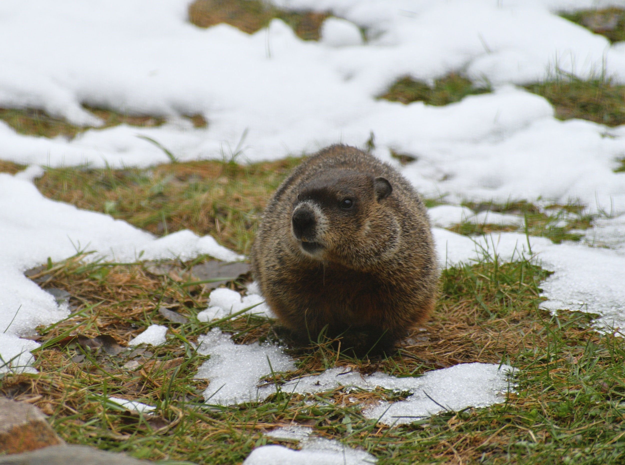 How to Keep Groundhogs Out of the Garden — J&R Pierce Family Farm: Official  Blog