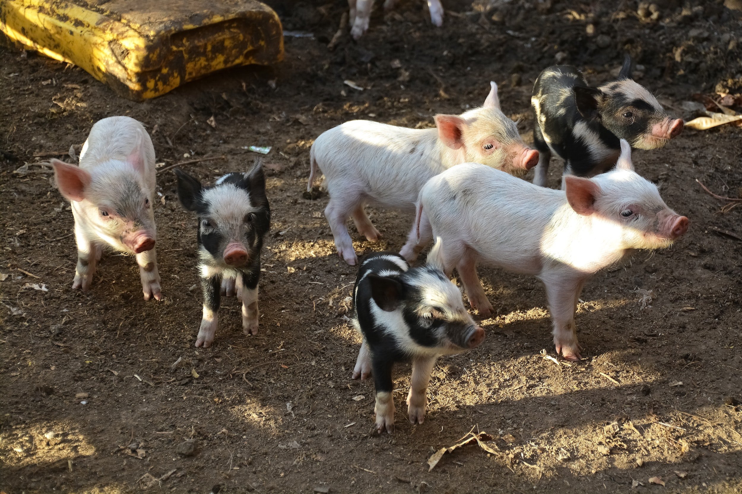 Do Pigs Sweat? How to Keep Your Pigs Cool During the Summer — J&R Pierce  Family Farm: Official Blog