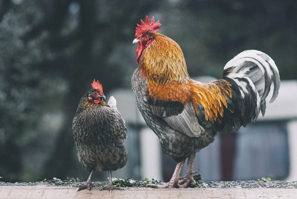 What Causes Diarrhea in Chickens? — J&R Pierce Family Farm Official Blog