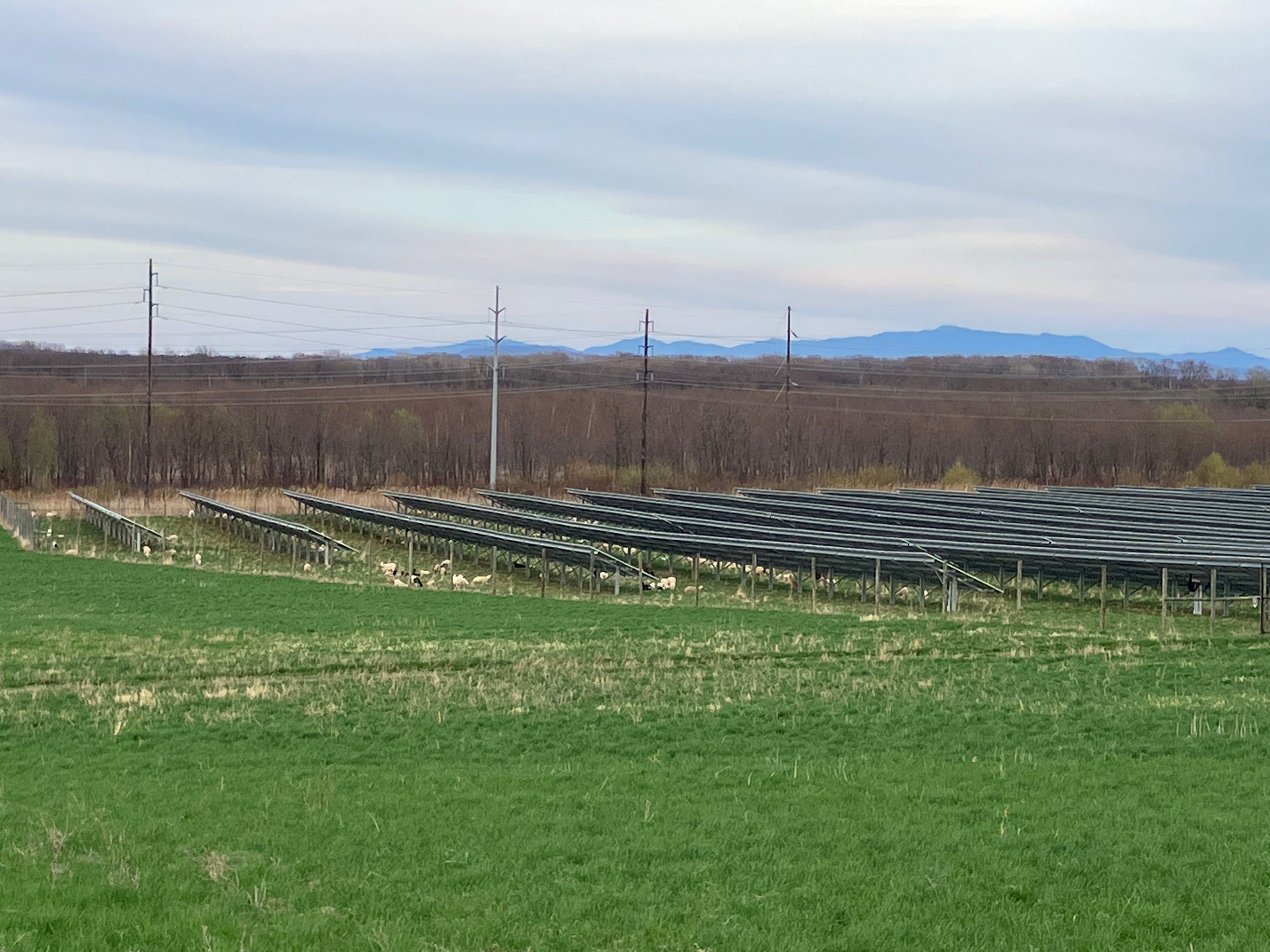 Dispelling the “Prime Farmland” Myth: Solar + Sheep