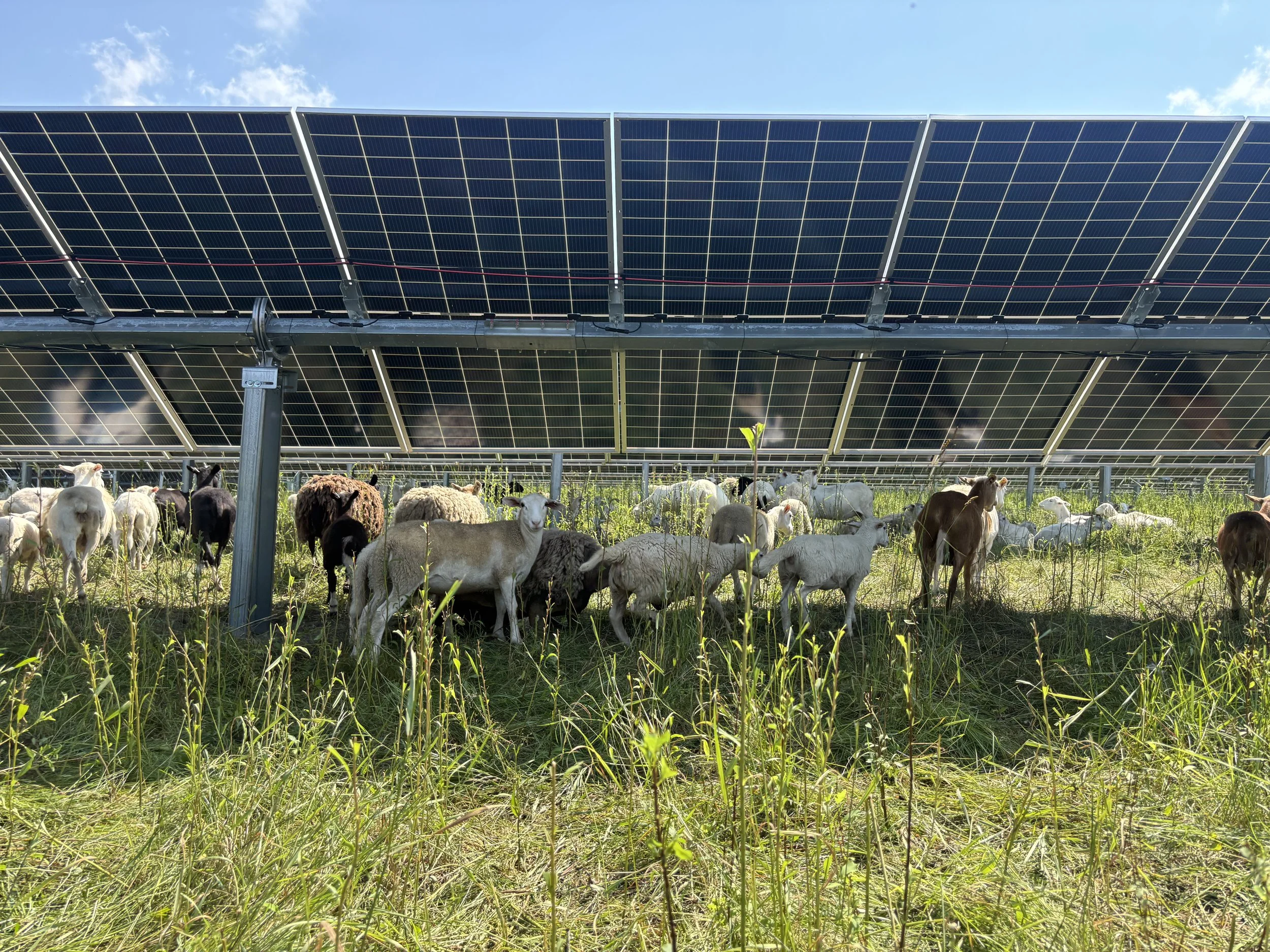 Is Solar Taking Up Farmland?