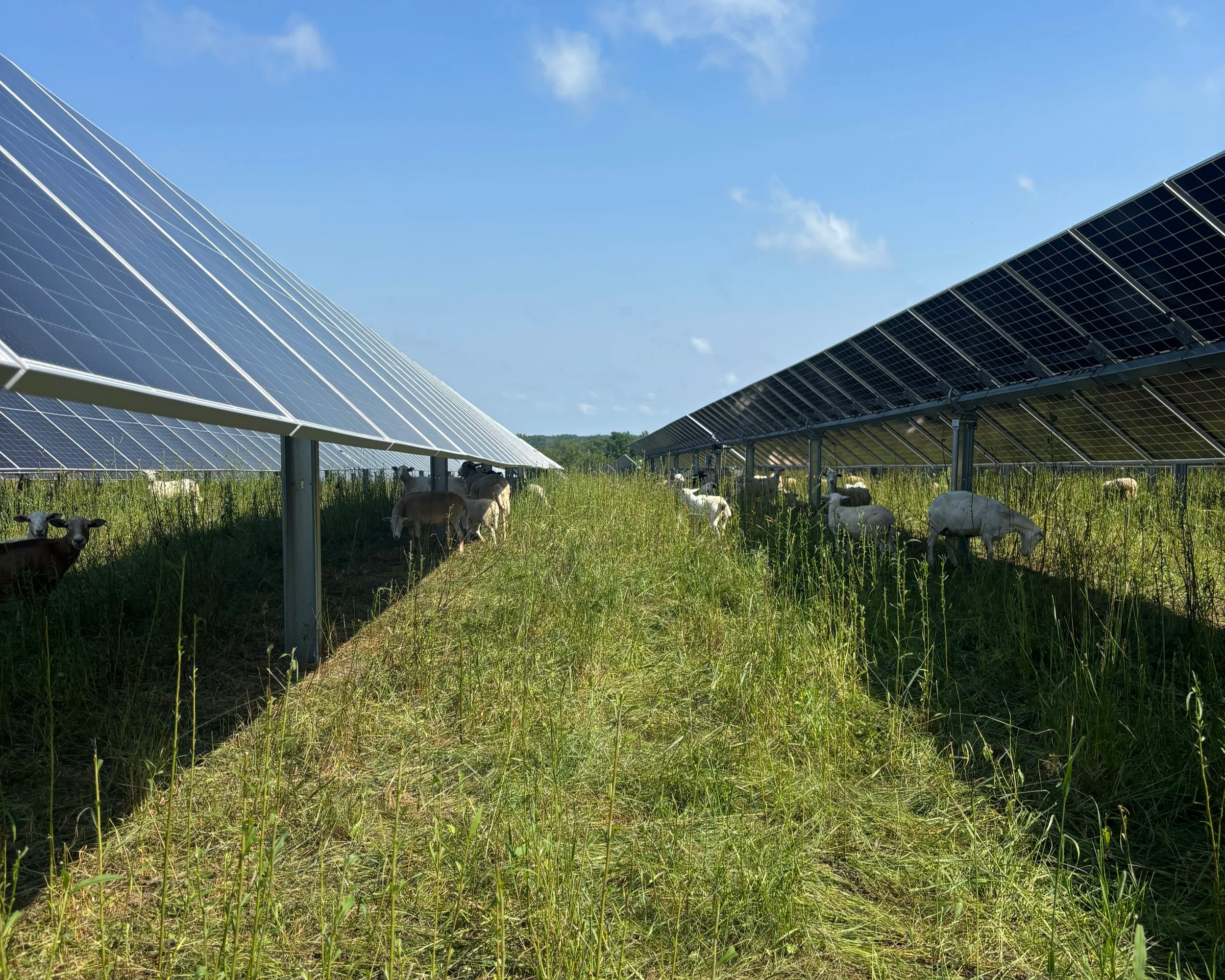 Do Solar Farms Increase Electricity Costs?