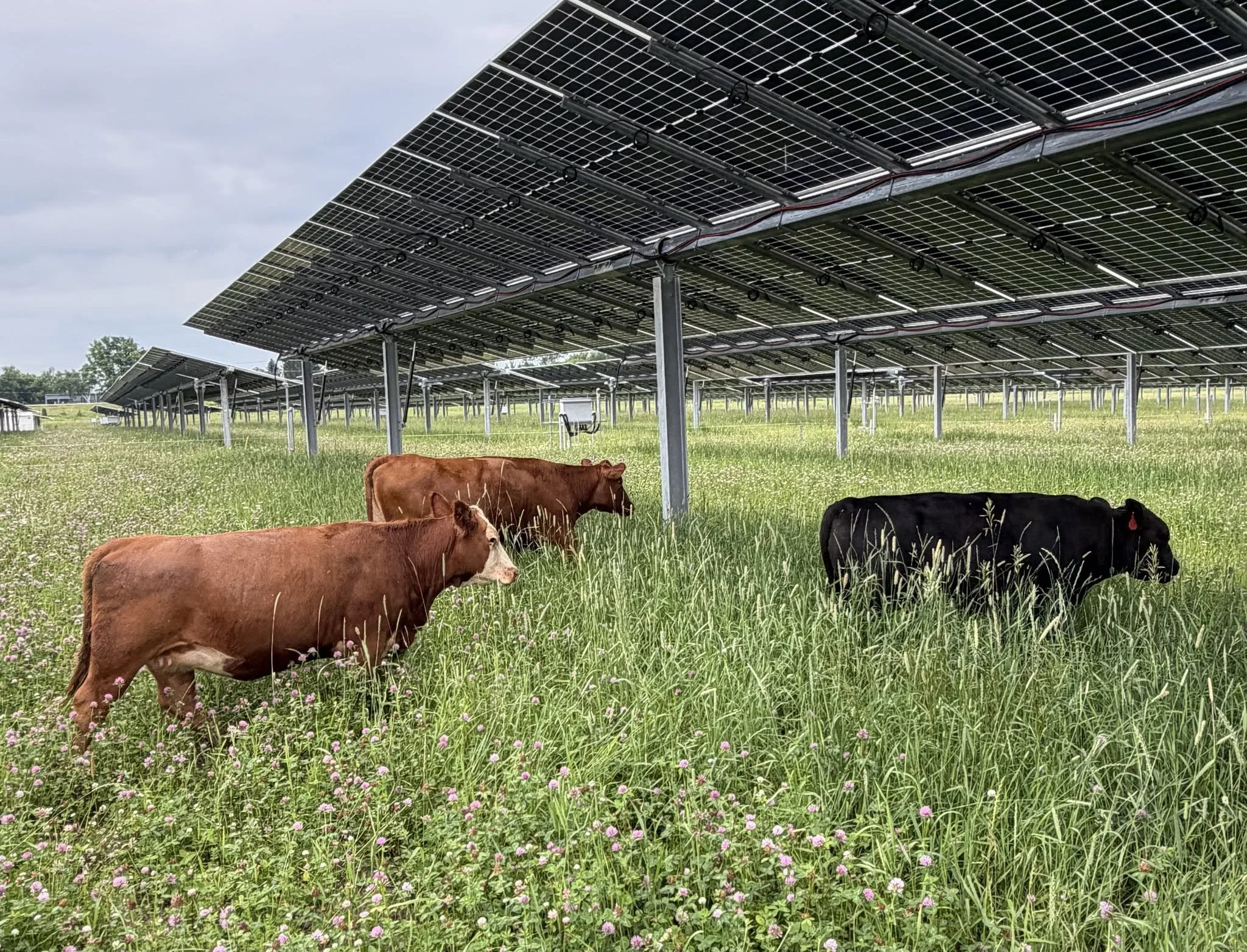 What Happens When Solar Farms Catch On Fire?