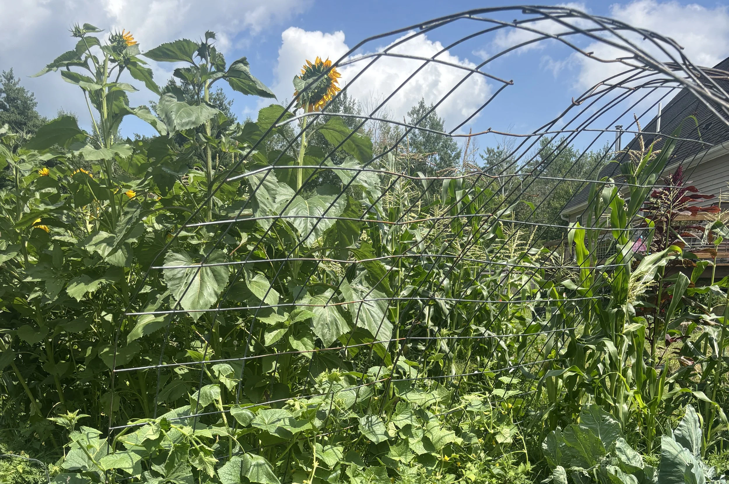 What is a Chaos Garden? Survival of the Fittest, but Make it Vegetables